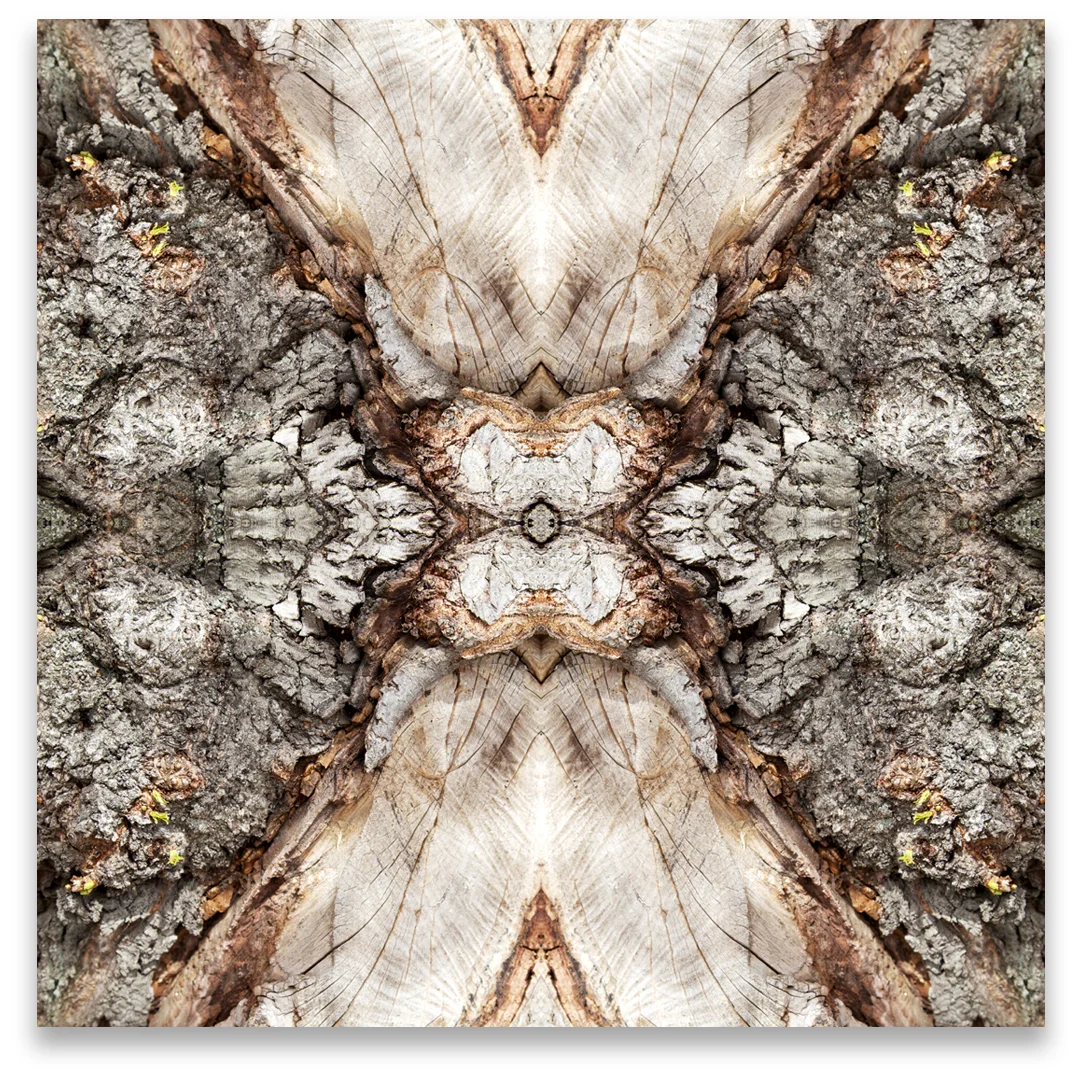 © TREE BARK No.299