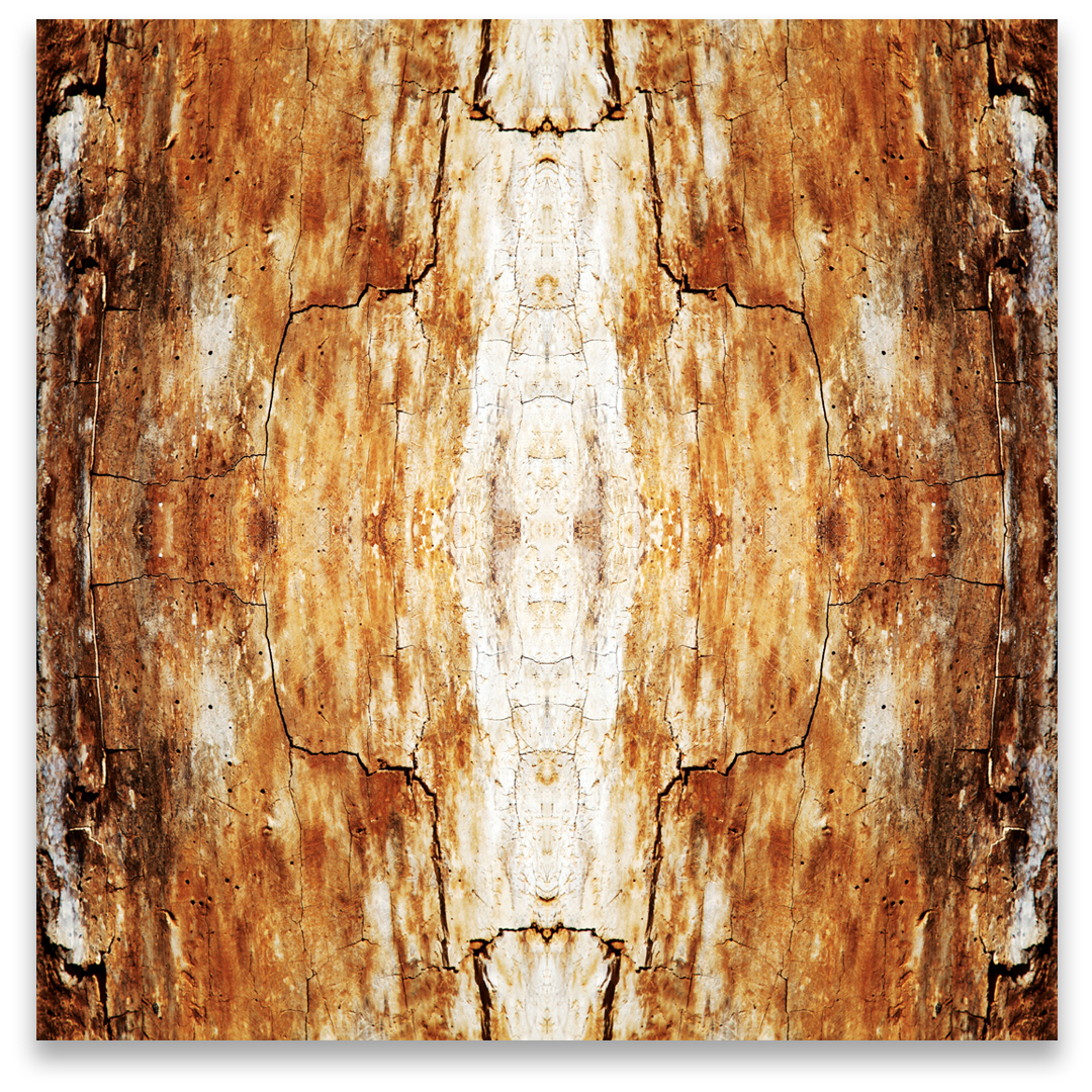 © TREE BARK COMPOSITION No.180