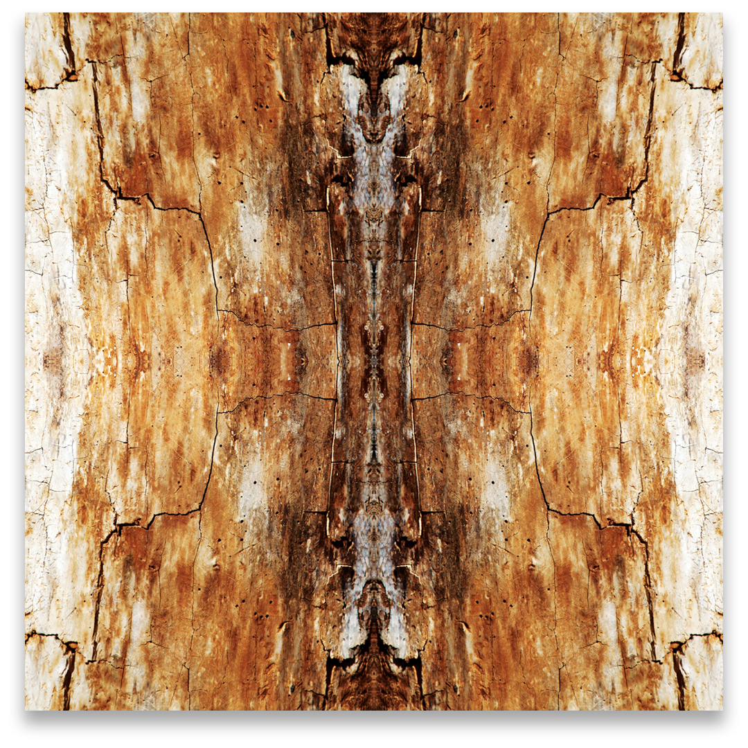 © TREE BARK COMPOSITION No.181