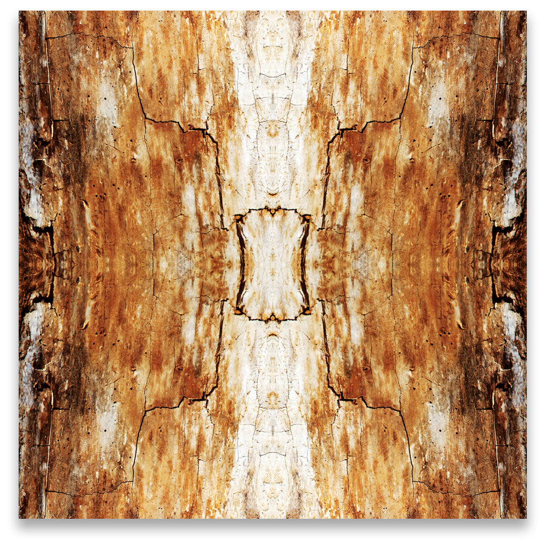 © TREE BARK COMPOSITION No.182