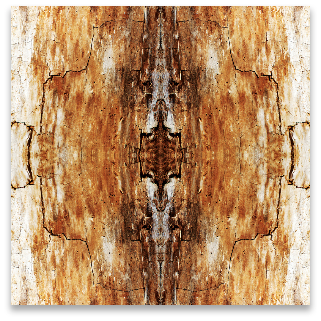 © TREE BARK COMPOSITION No.183