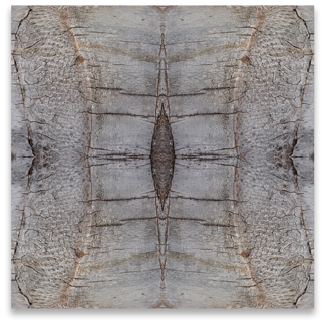 © TREE BARK COMPOSITION No.809