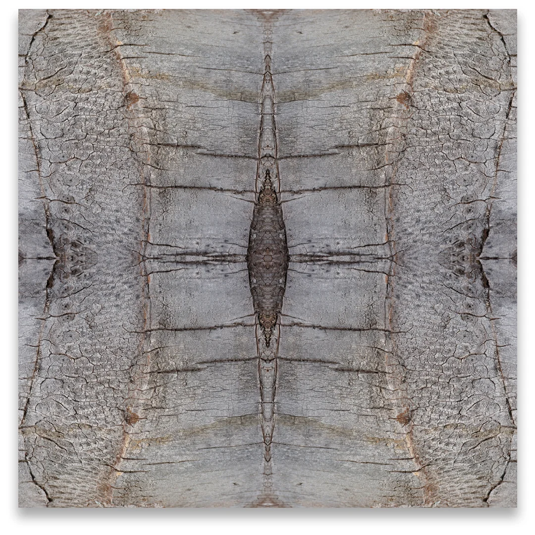© PALM TREE BARK No.809