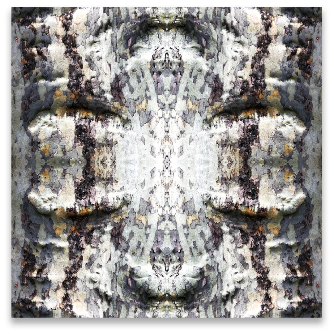 © TREE BARK No.385