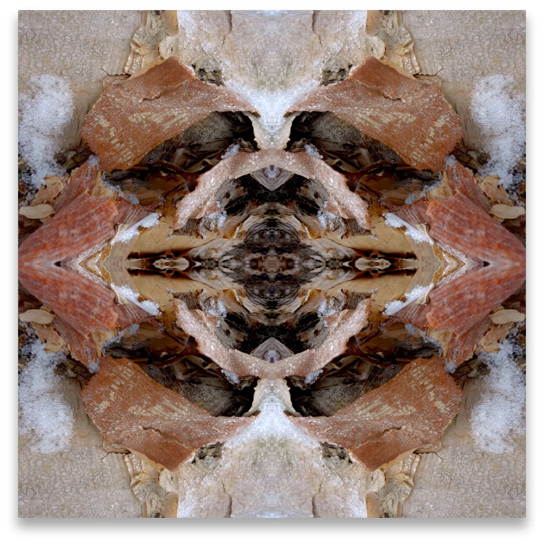 © TREE BARK No.582