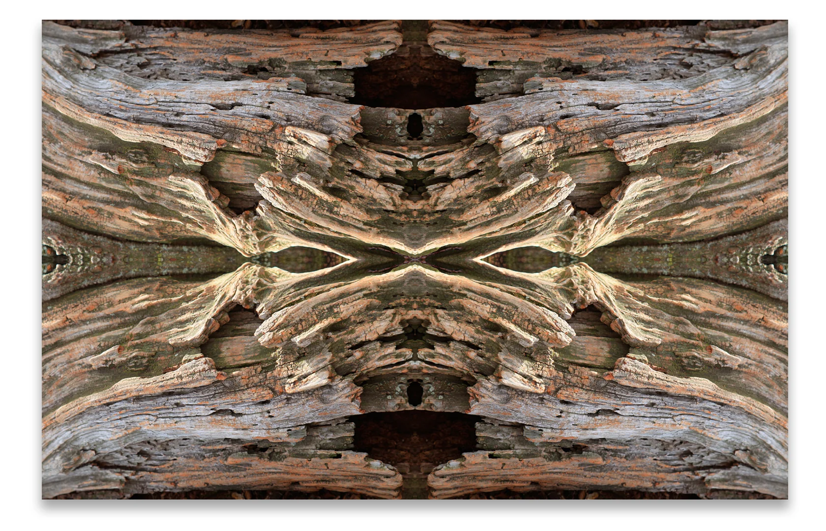 © TREE BARK No.373