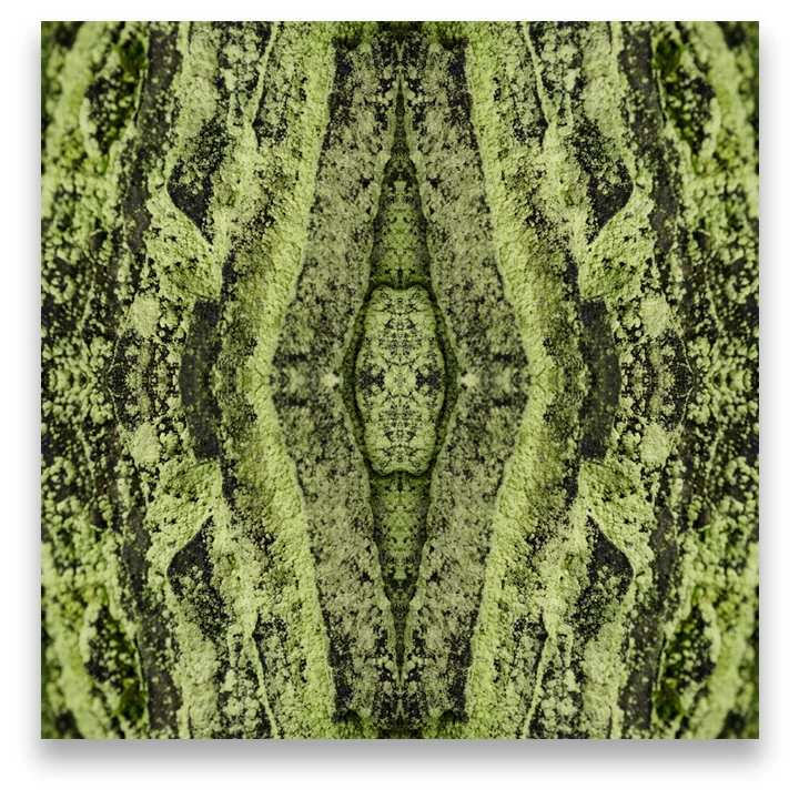 © TREE BARK No.40