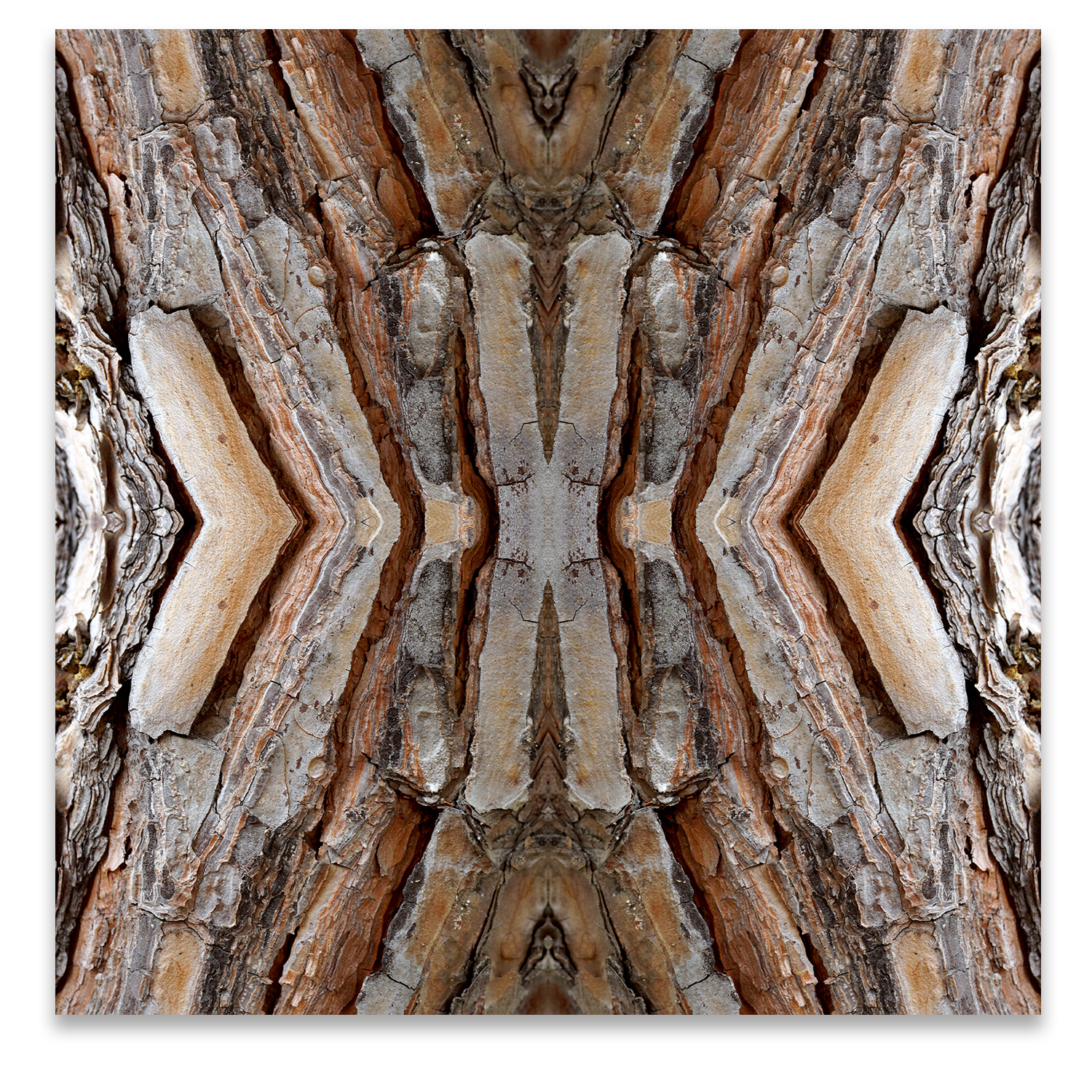 © TREE BARK COMPOSITION No.96