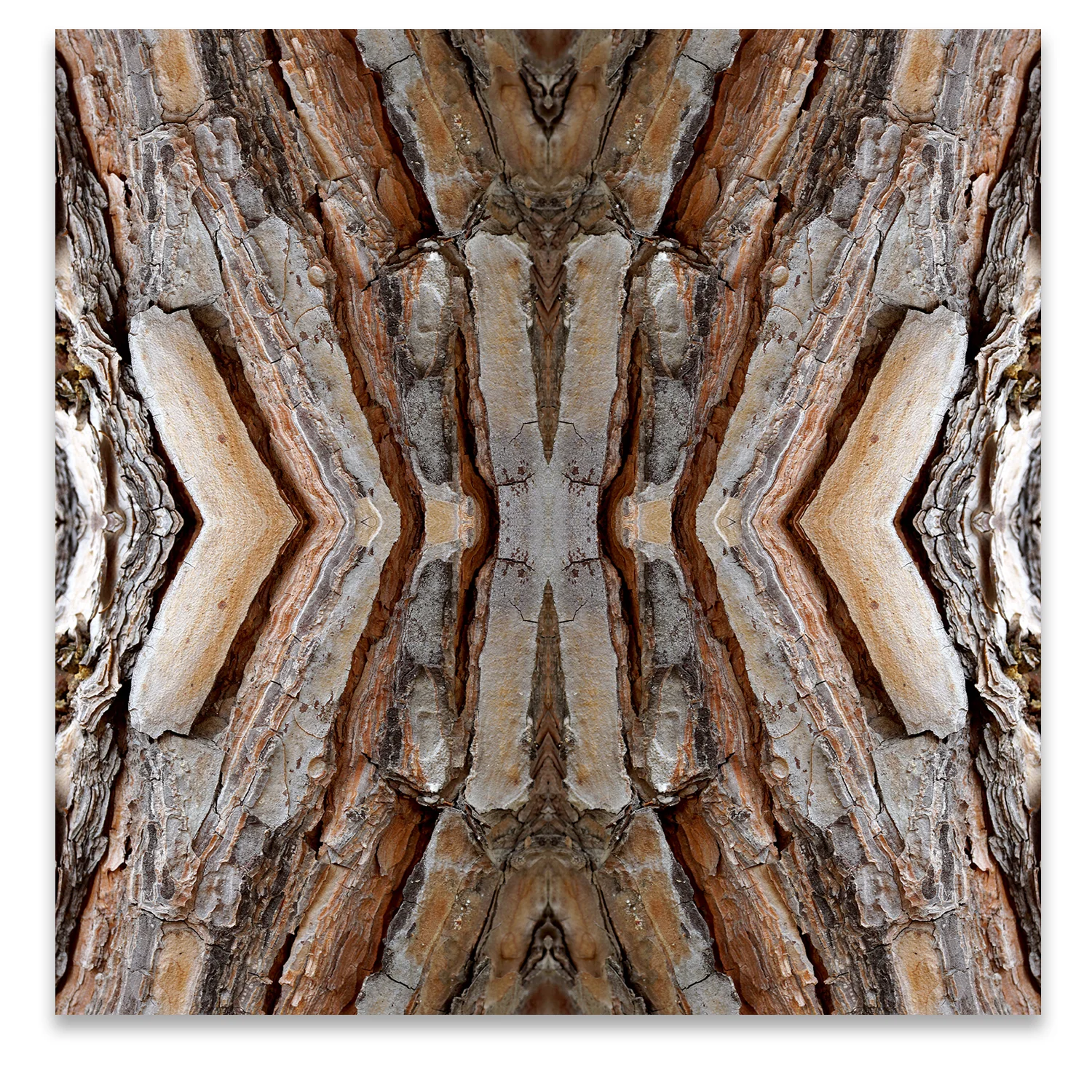 © TREE BARK COMPOSITION No.96