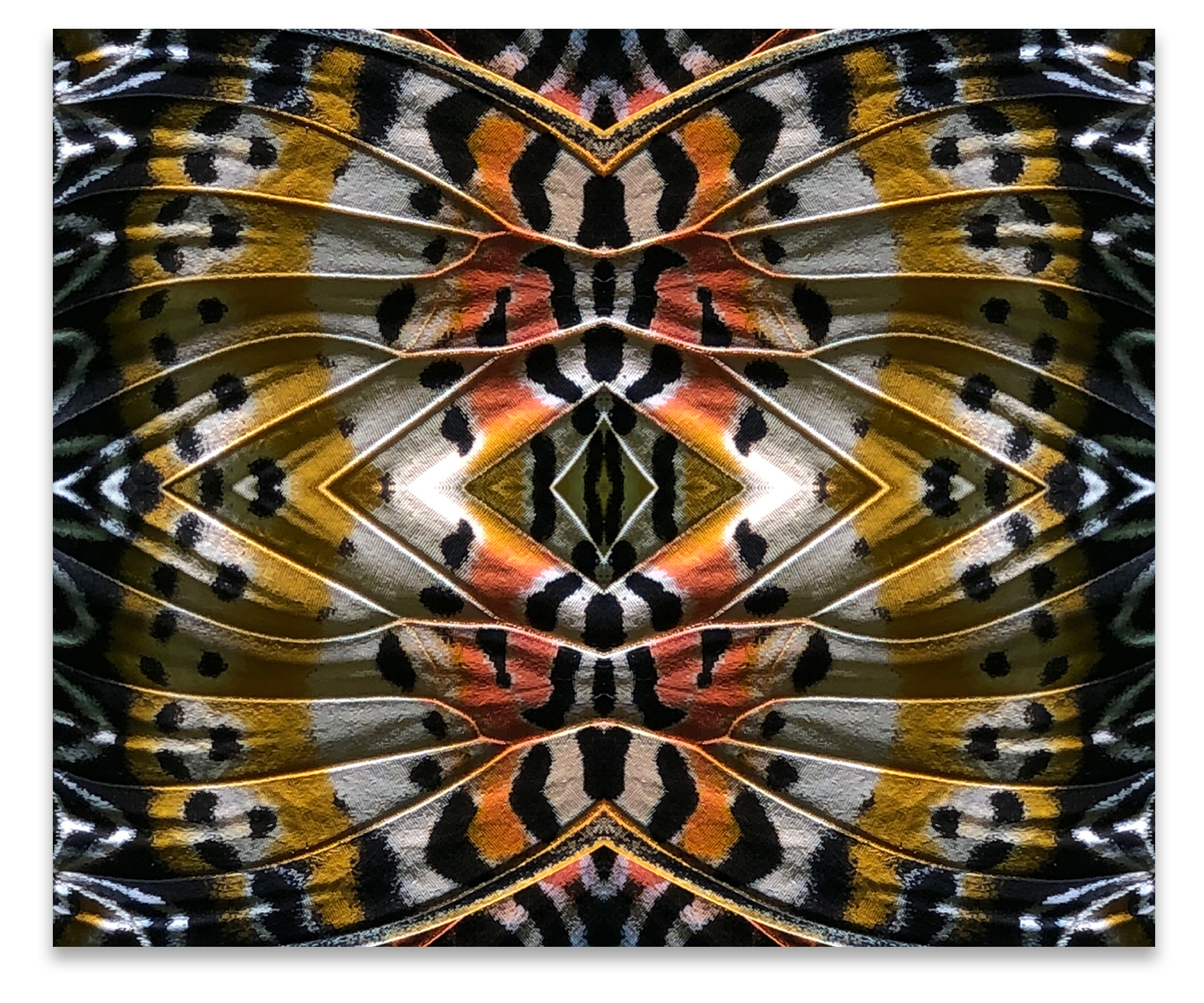 © BUTTERFLIES COMPOSITION No.5