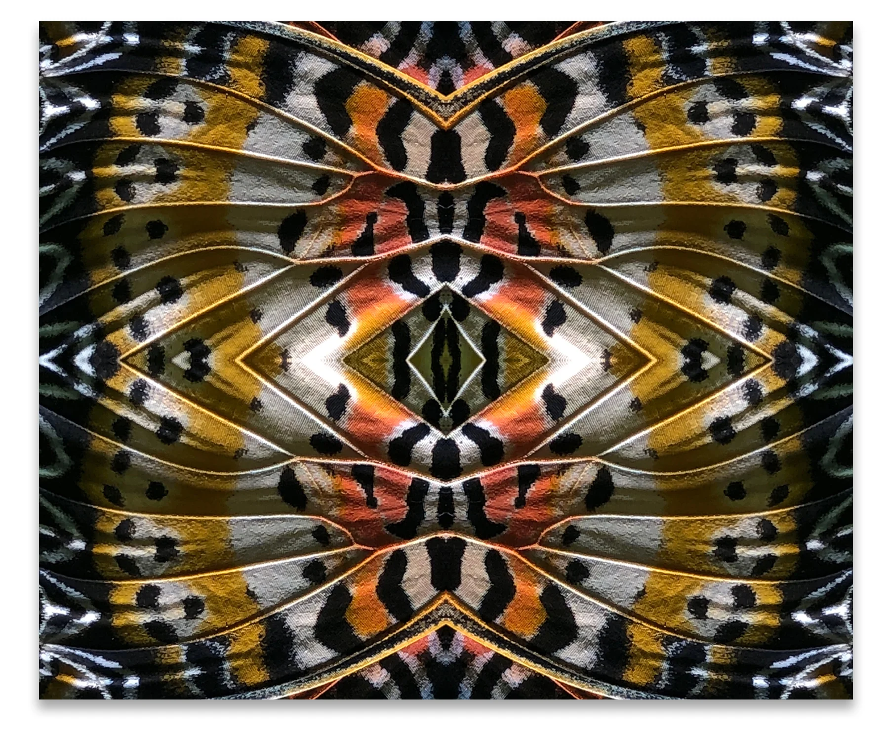 © BUTTERFLIES COMPOSITION No.5