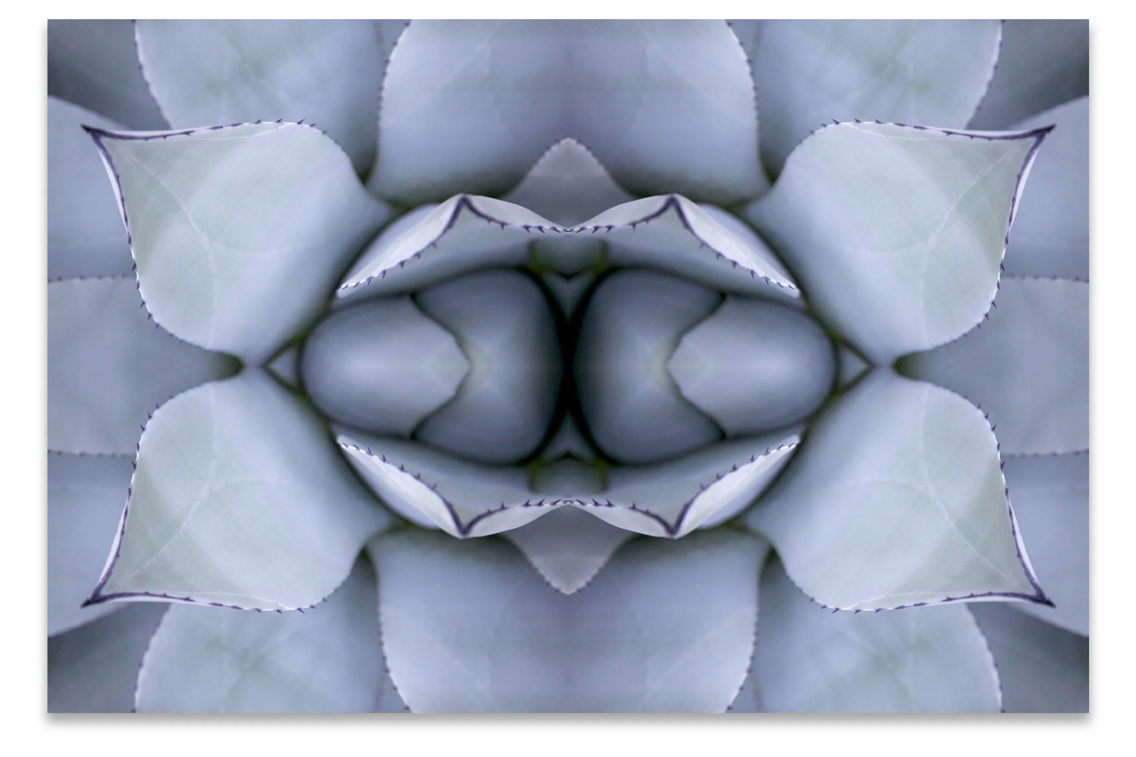 © AGAVE LEAVES COMPOSITION No.3
