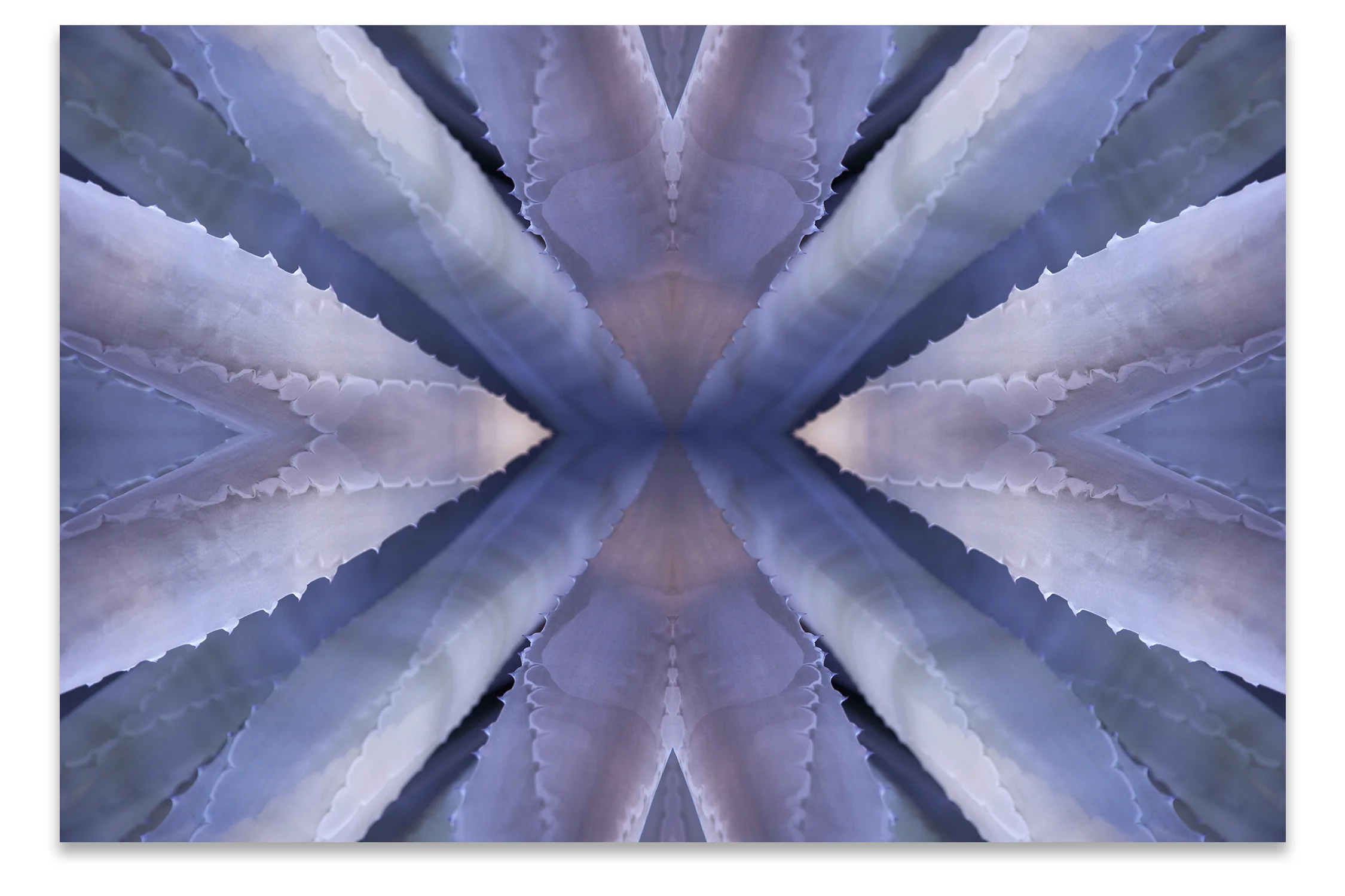 © AGAVE LEAVES COMPOSITION No.1
