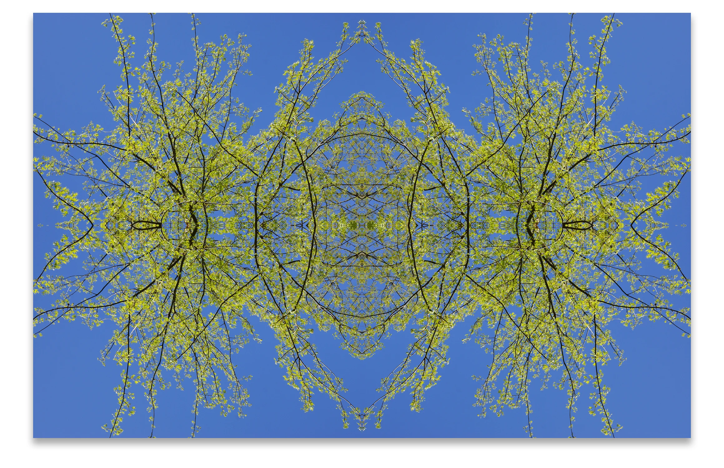 © TREES COMPOSITION No.81