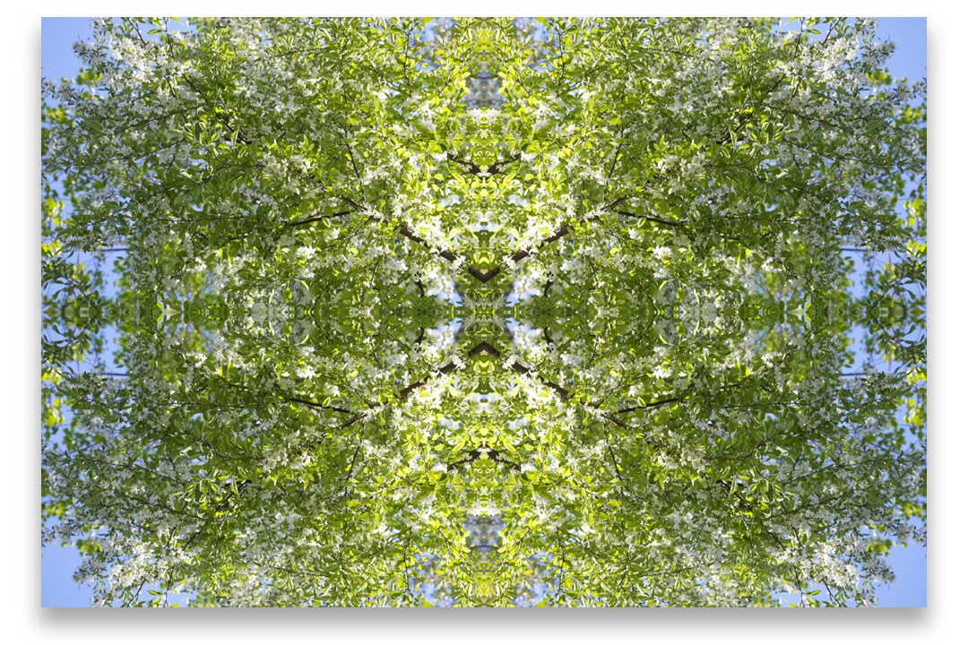 © TREE COMPOSITION No.606