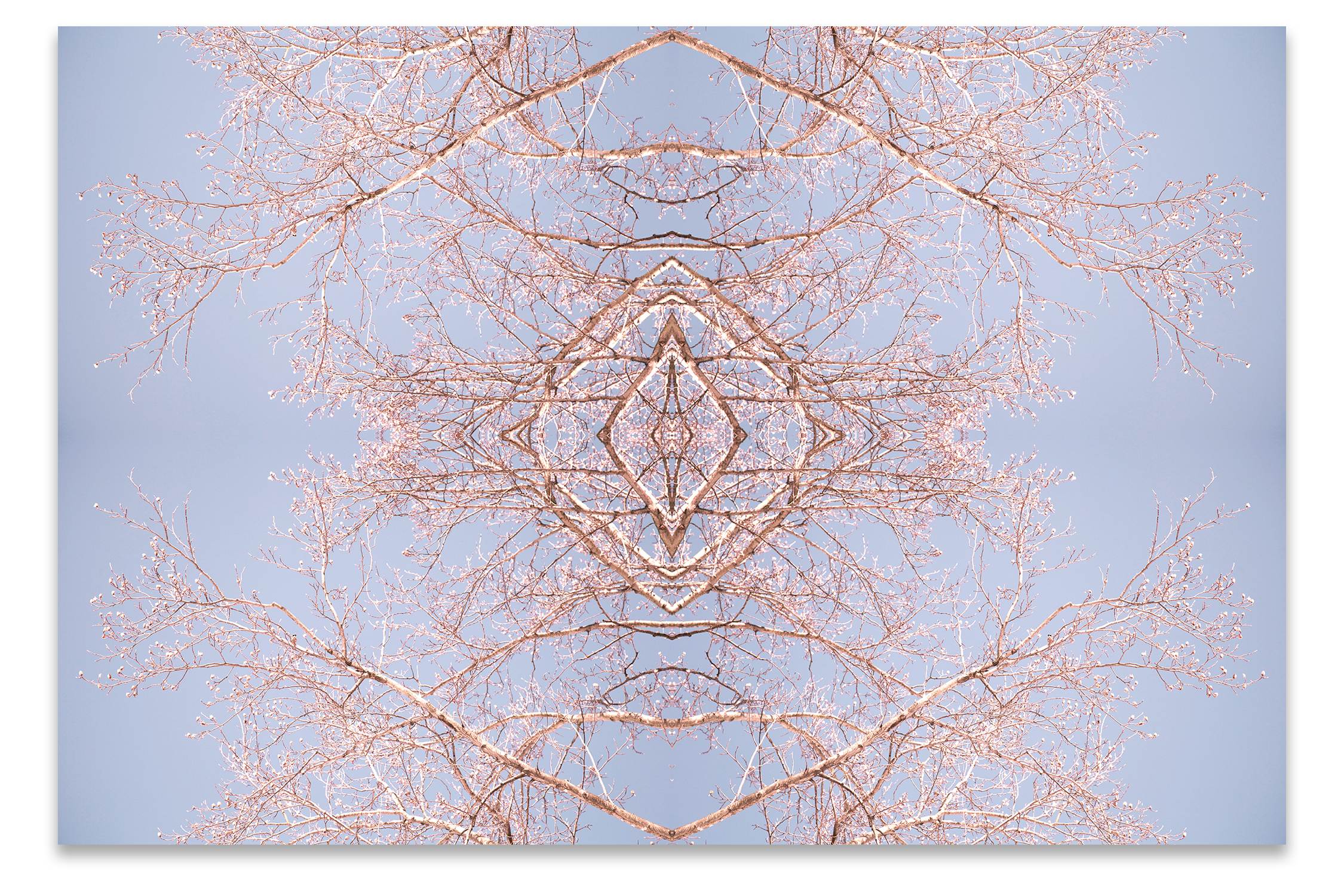 © TREE BRANCHES COMPOSITION No.601