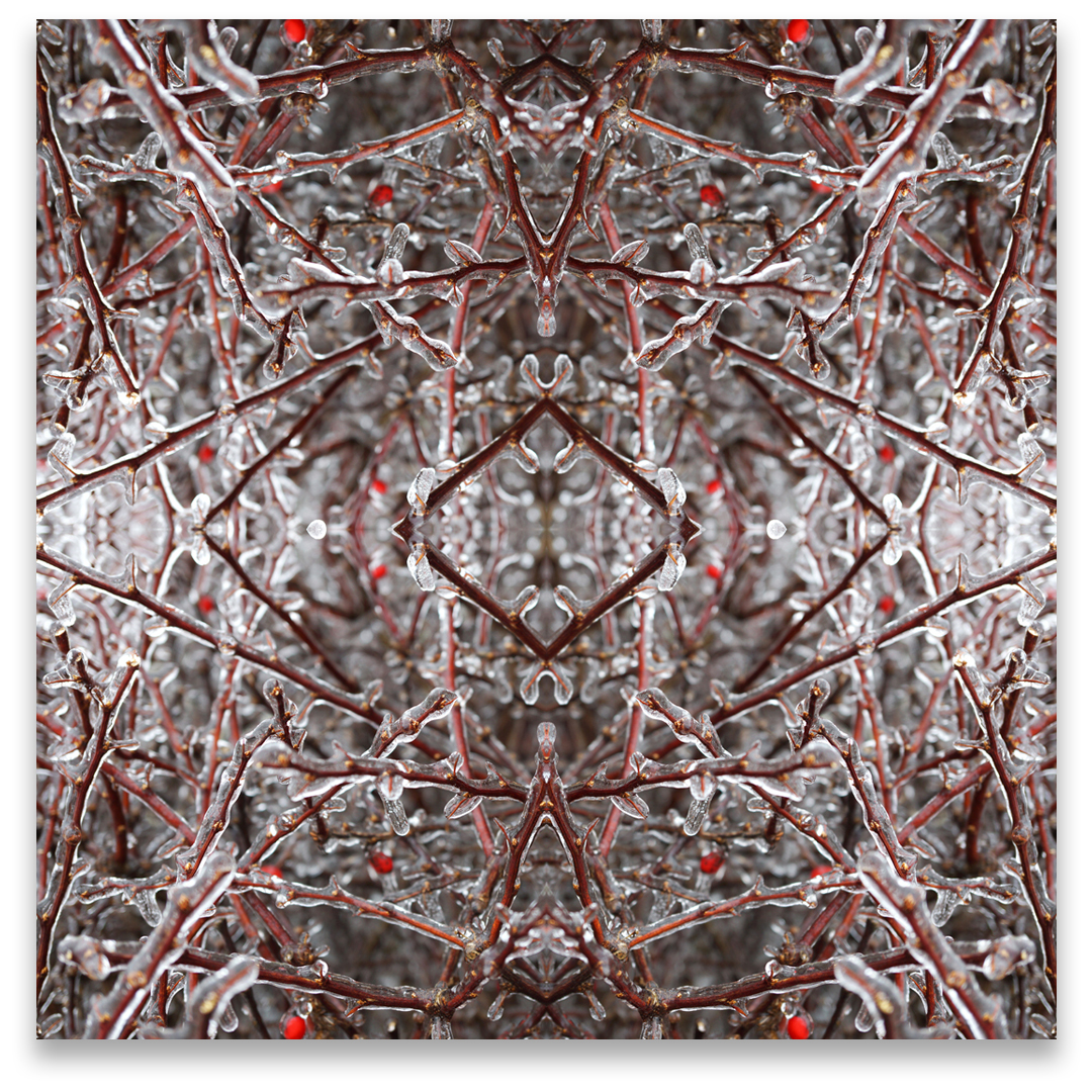 © TREE BRANCHES COMPOSITION No.600