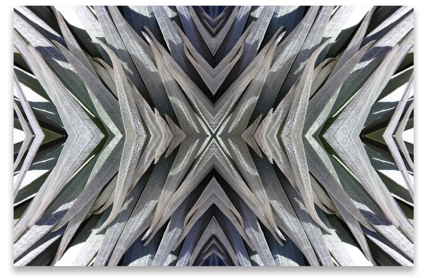 © SILVERSWORD COMPOSITION No.11