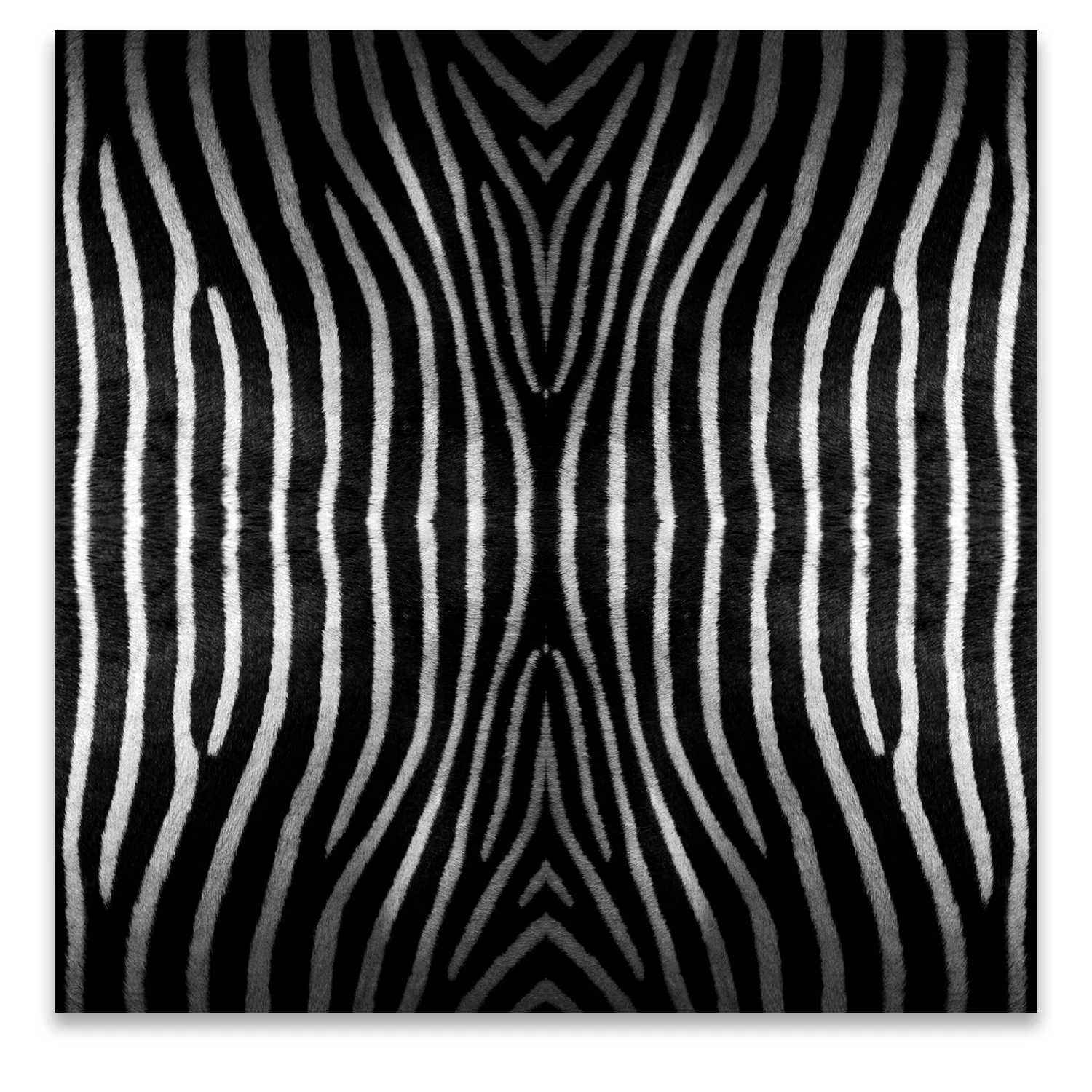 © ZEBRA COMPOSITION No.522