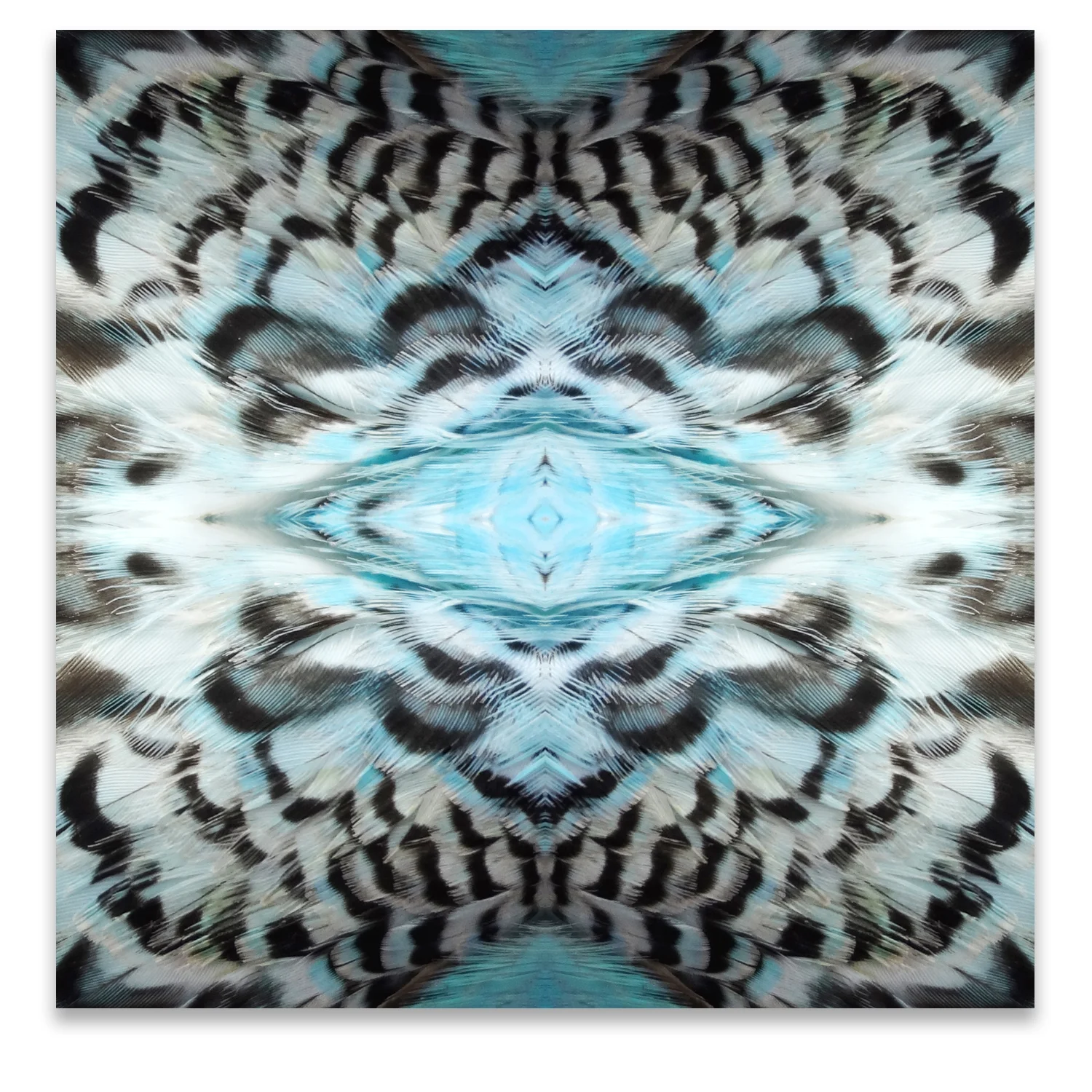 © BIRDS FEATHERS COMPOSITION No.1
