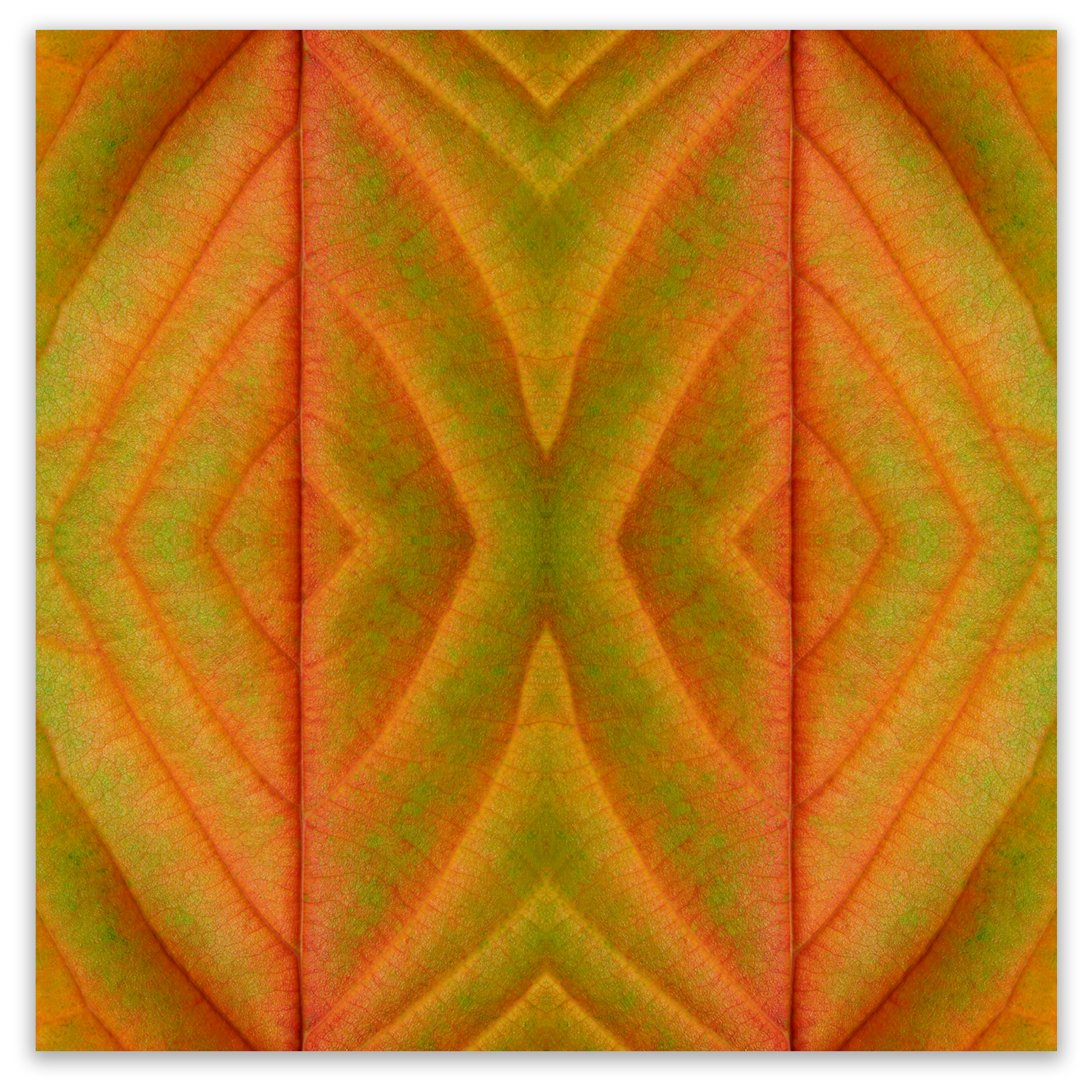 © LEAVES COMPOSITION No.33