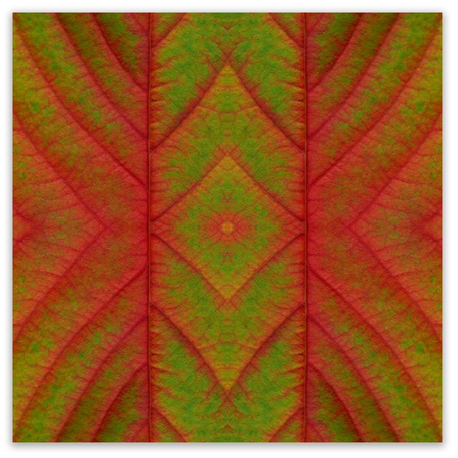 © Fall Leaves Composition No.32