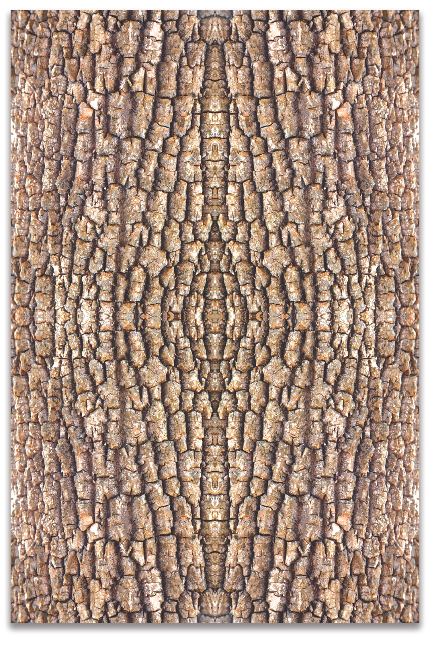 ©TREE BARK COMPOSITION No.1