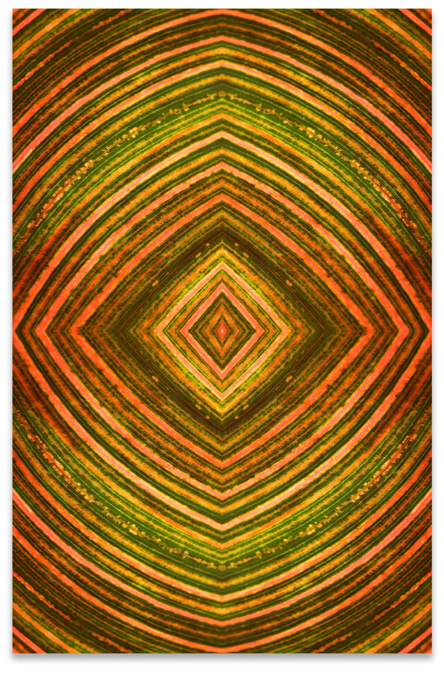 © FALL LEAVES COMPOSITION No.37