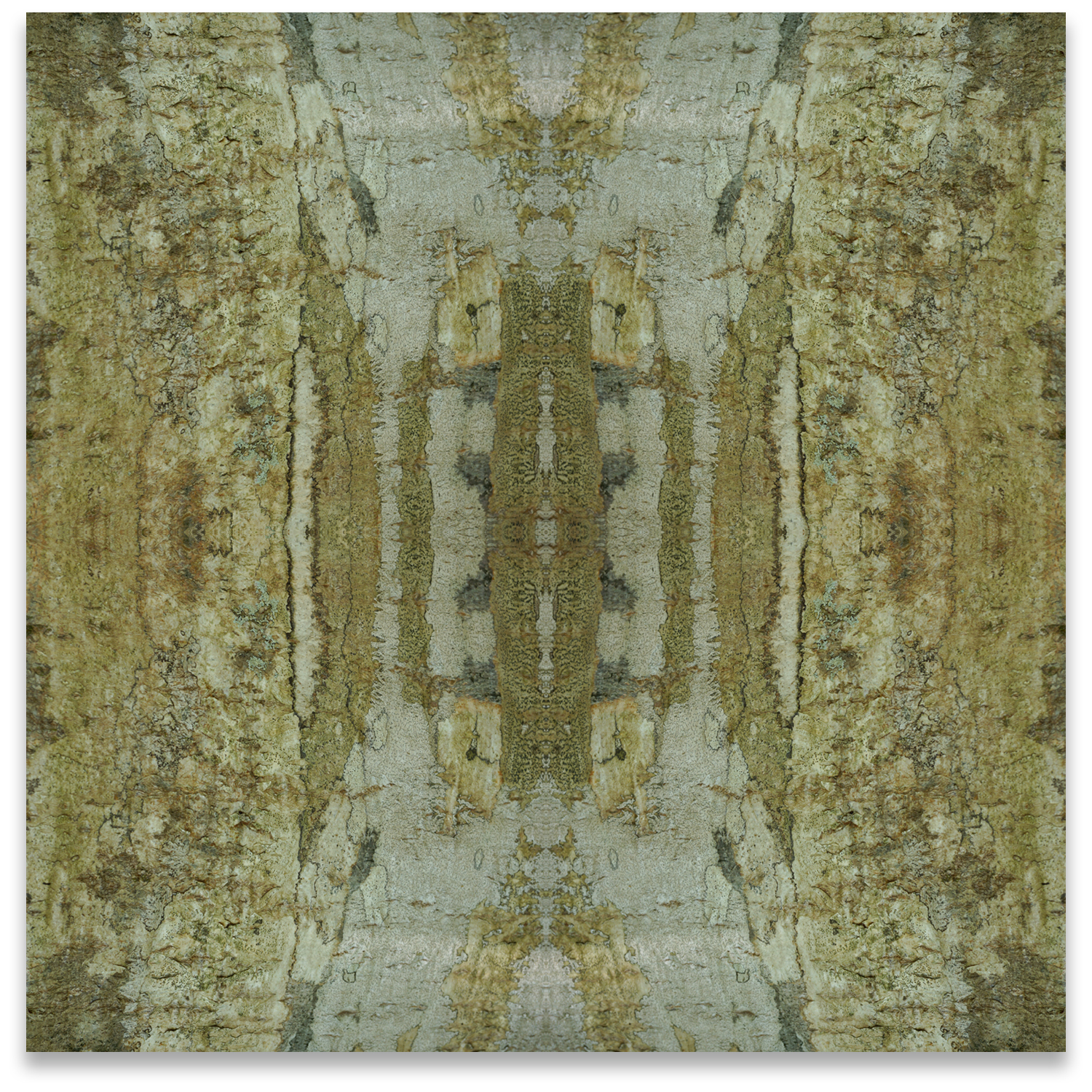© TREE BARK COMPOSITION No.815