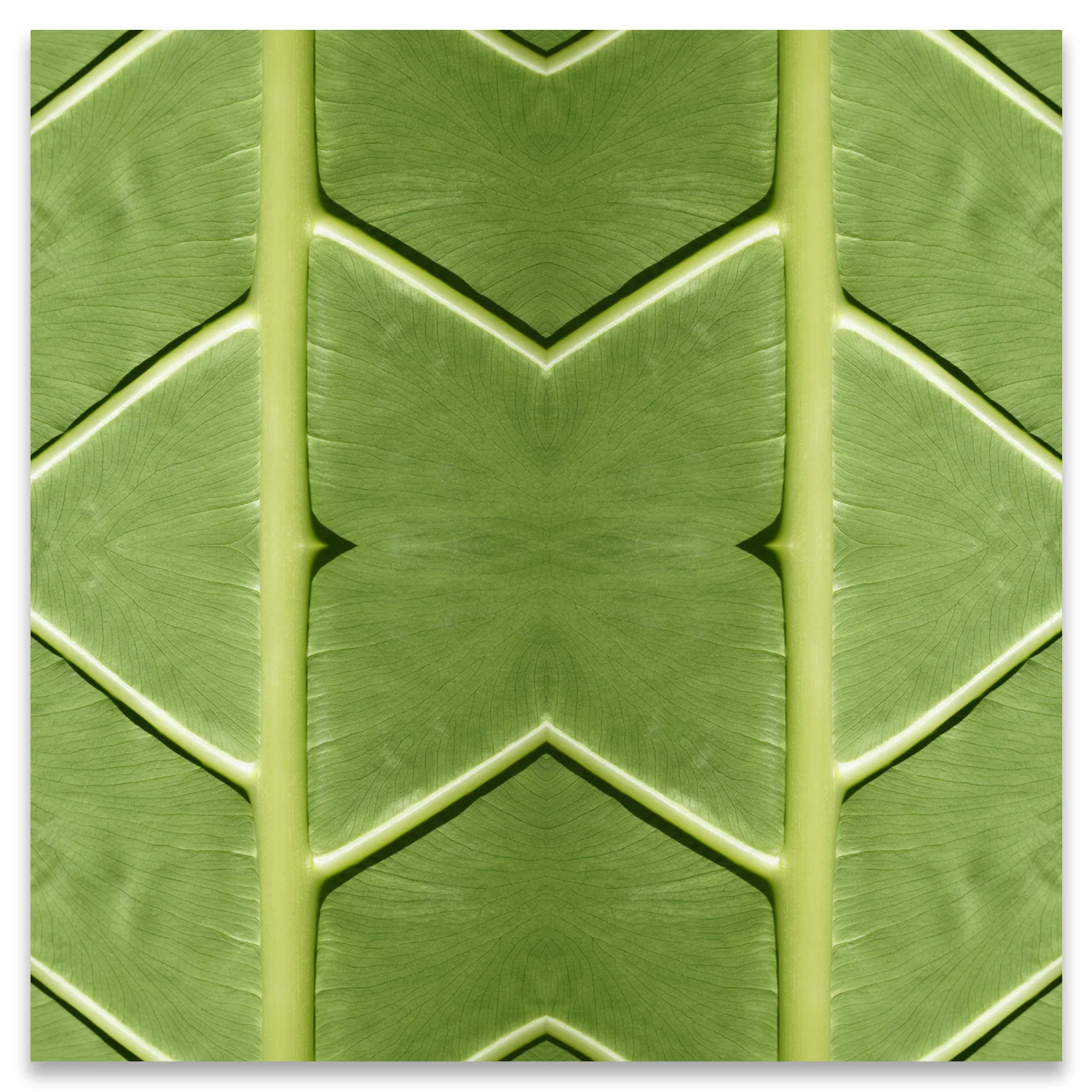 © LEAVES COMPOSITION No.38