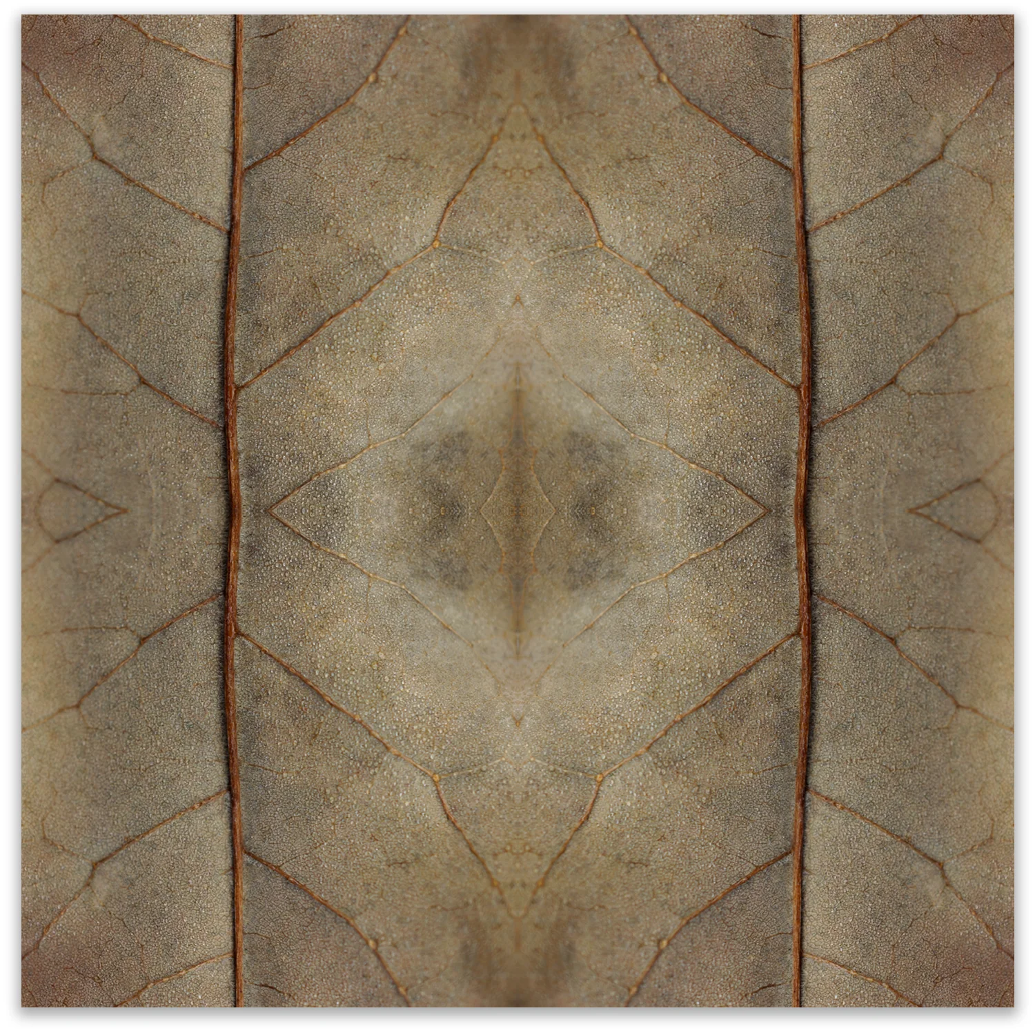 © Fall Leaves Composition No.41