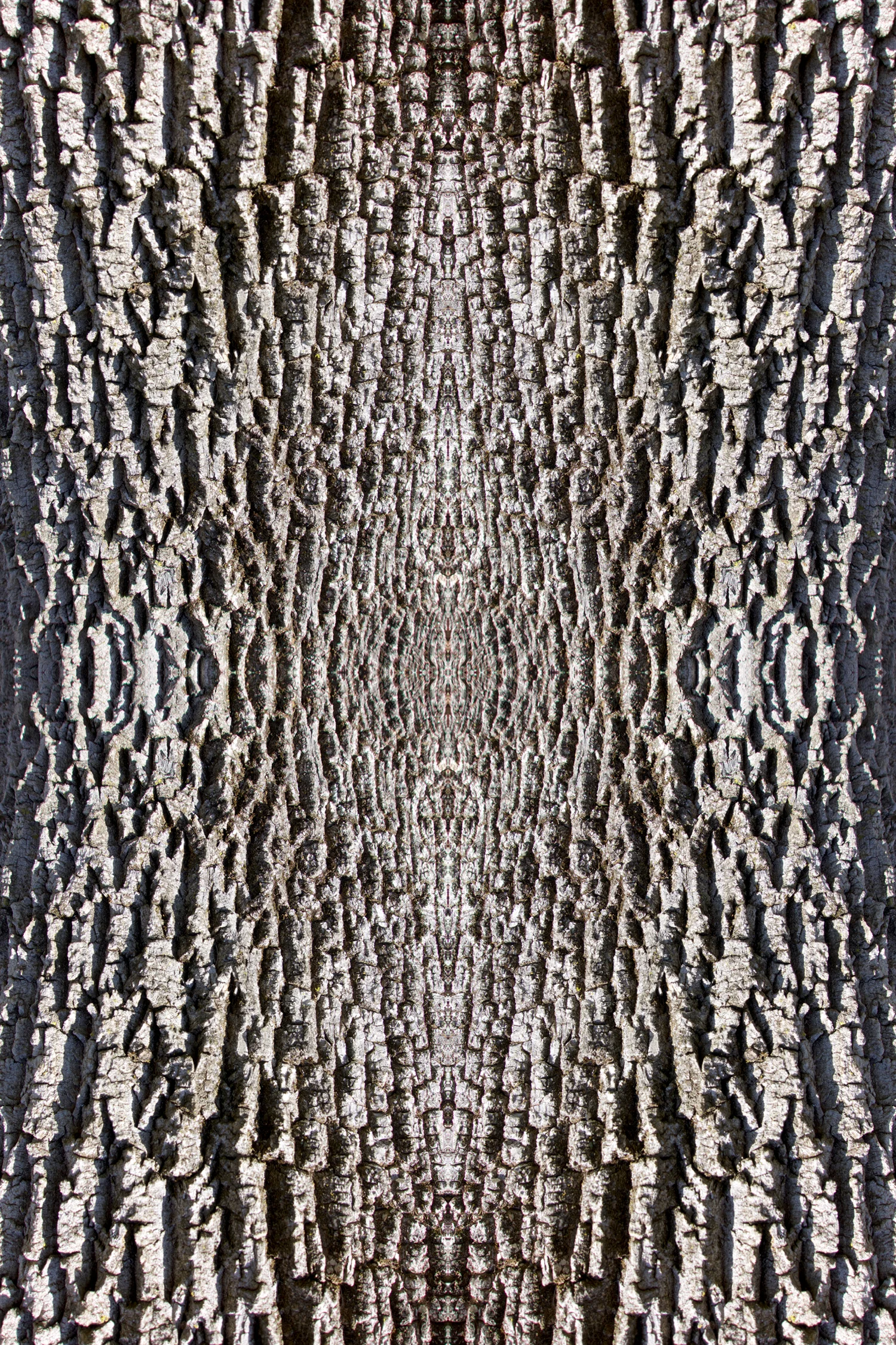 © TREE BARK COMPOSITION No.819
