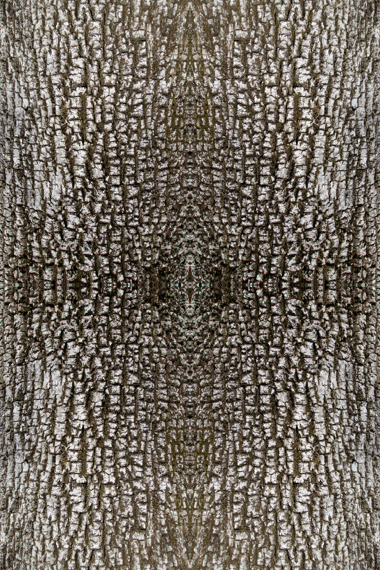 © TREE BARK COMPOSITION No.820