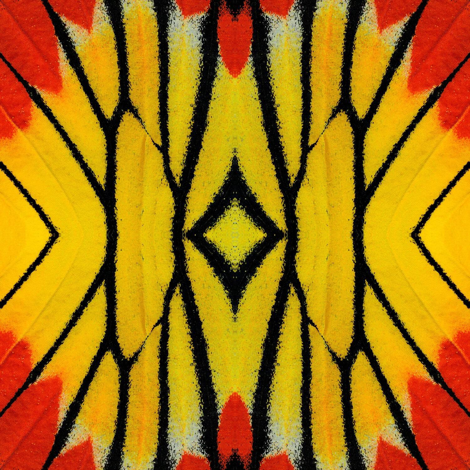© BUTTERFLIES COMPOSITION No.10