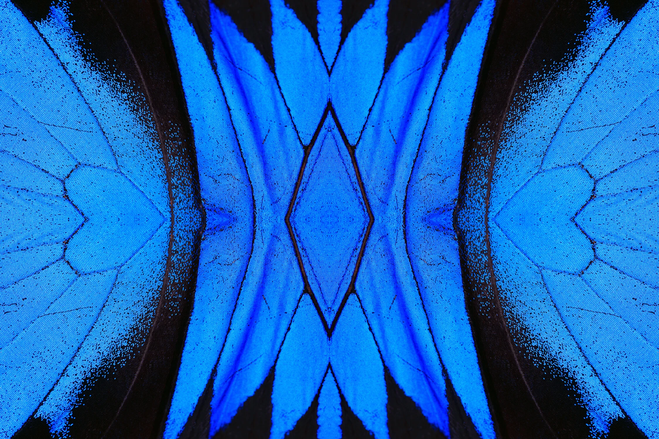 © BUTTERFLIES COMPOSITION No.12