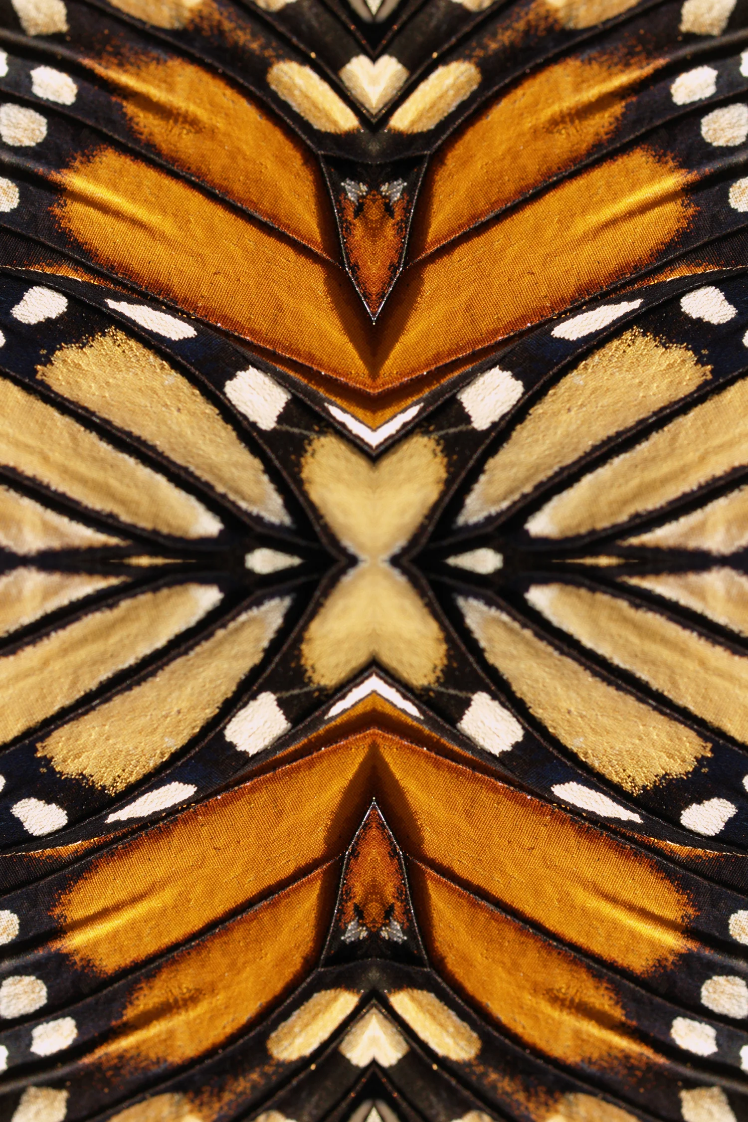© BUTTERFLIES COMPOSITION No.13