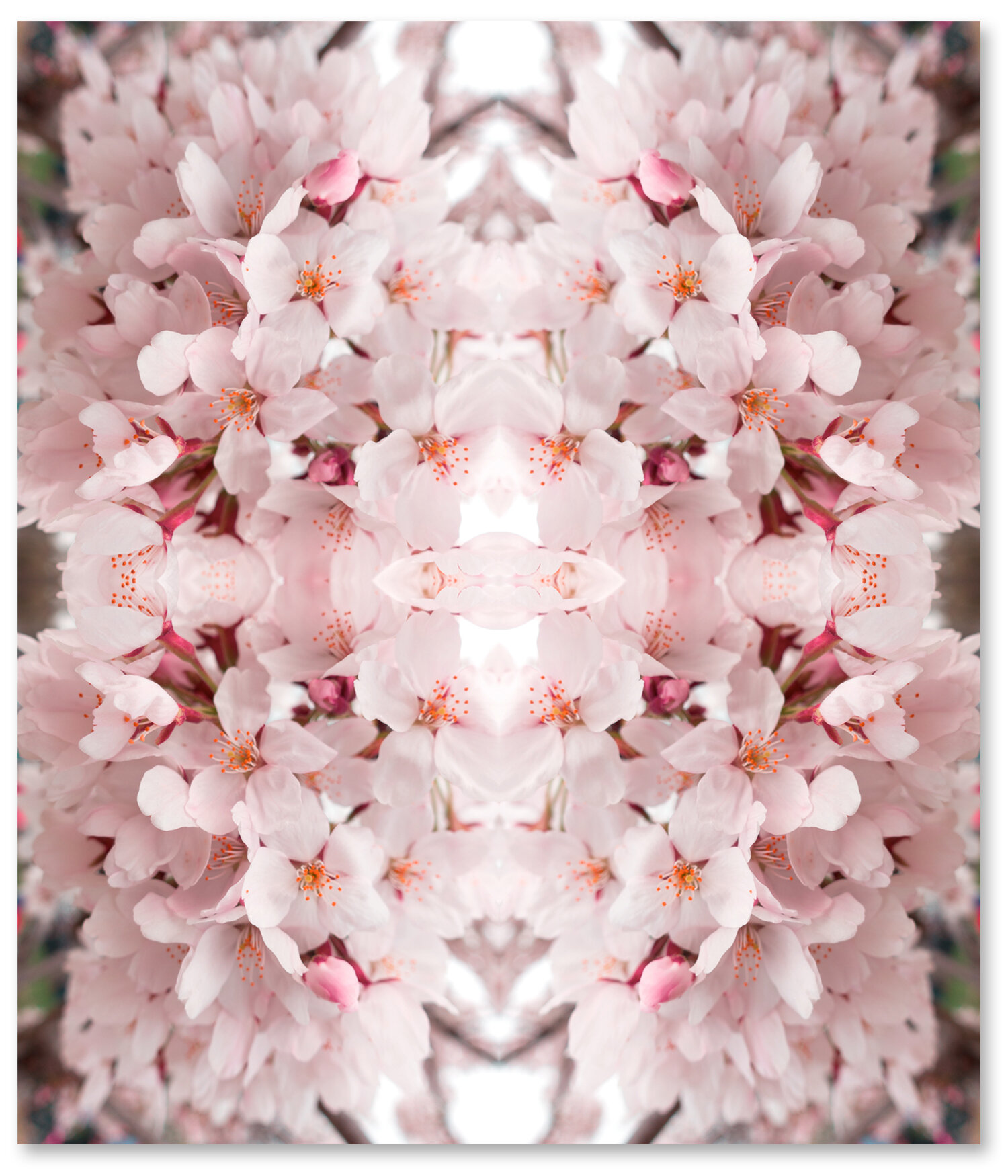 © CHERRY BLOSSOMS COMPOSITION No.643