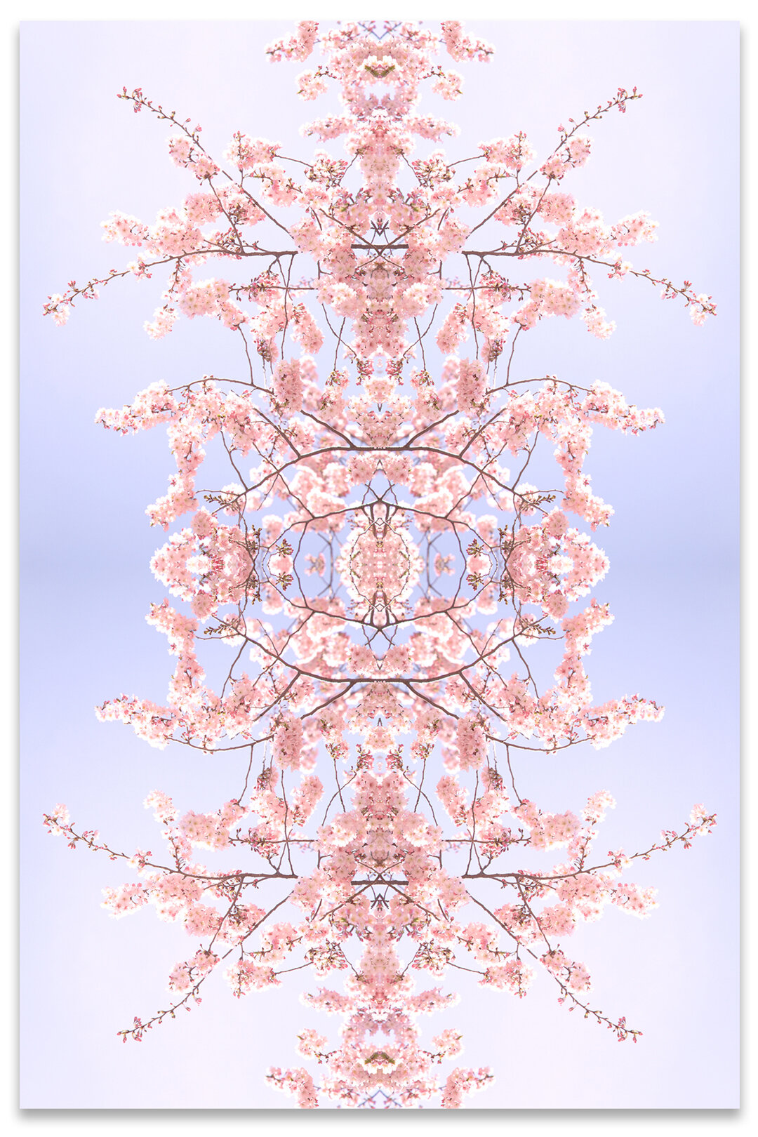 © CHERRY BLOSSOMS COMPOSITION No.42