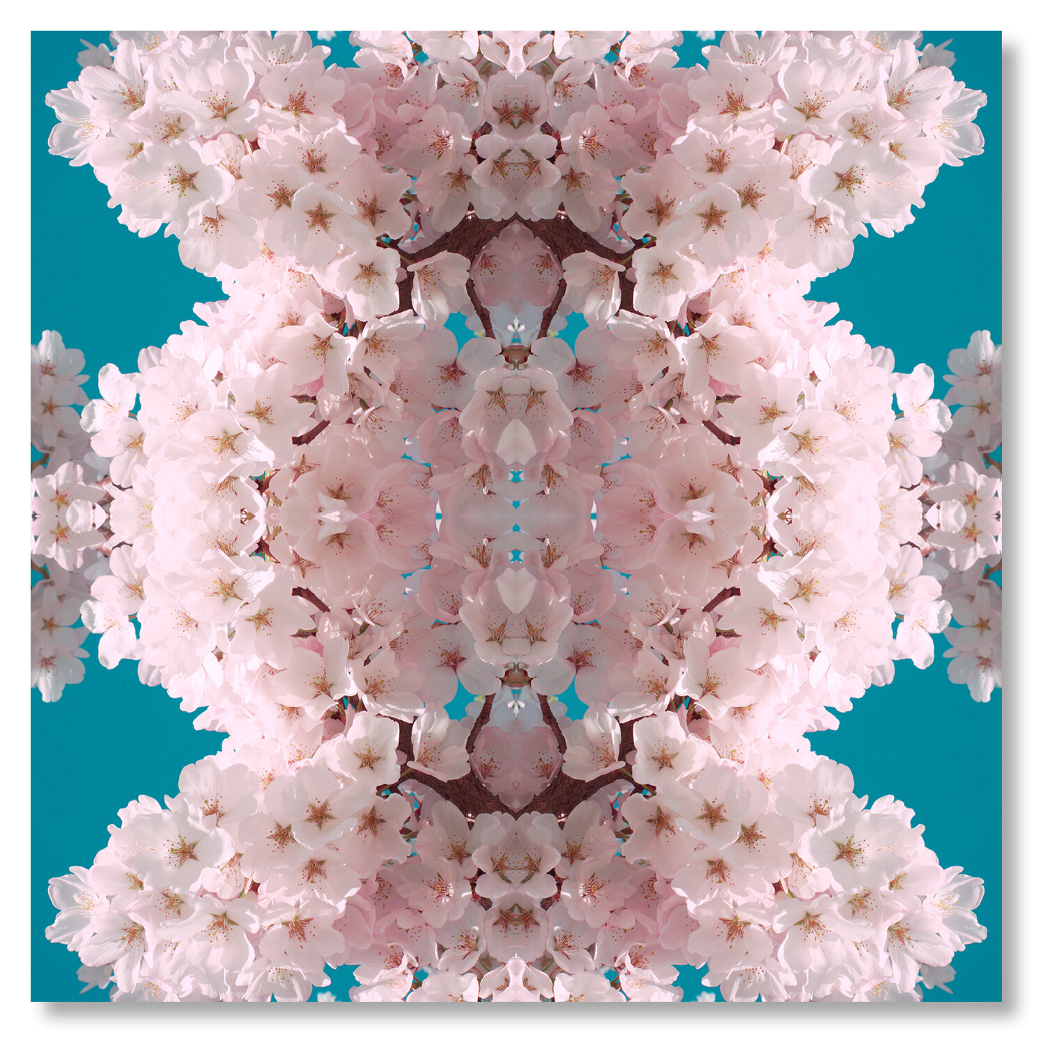 © CHERRY BLOSSOMS COMPOSITION No.21