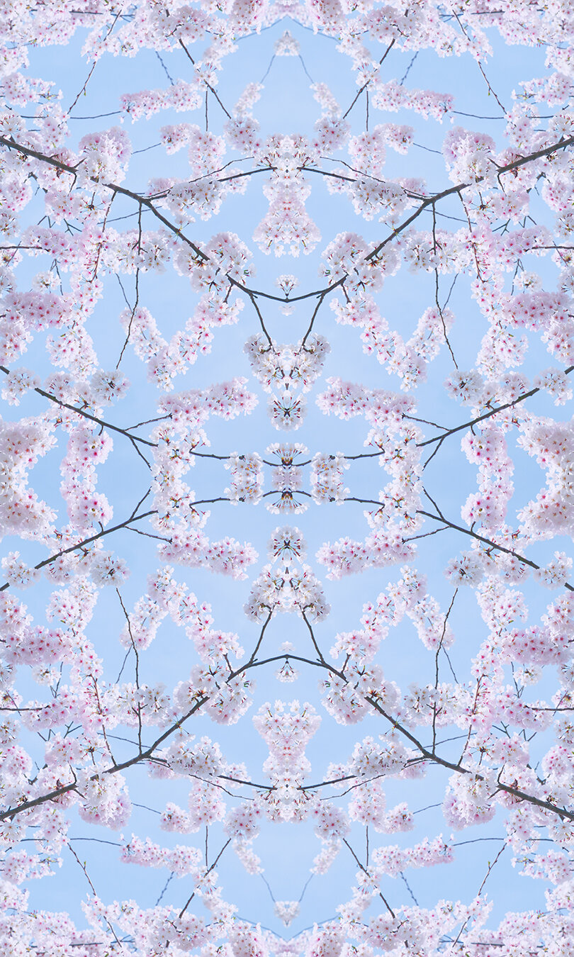 © CHERRY BLOSSOMS COMPOSITION No.650A