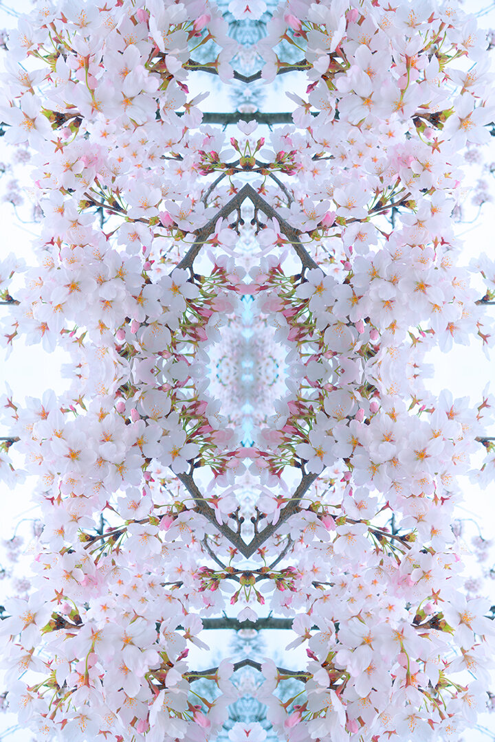 © CHERRY BLOSSOMS COMPOSITION No.633