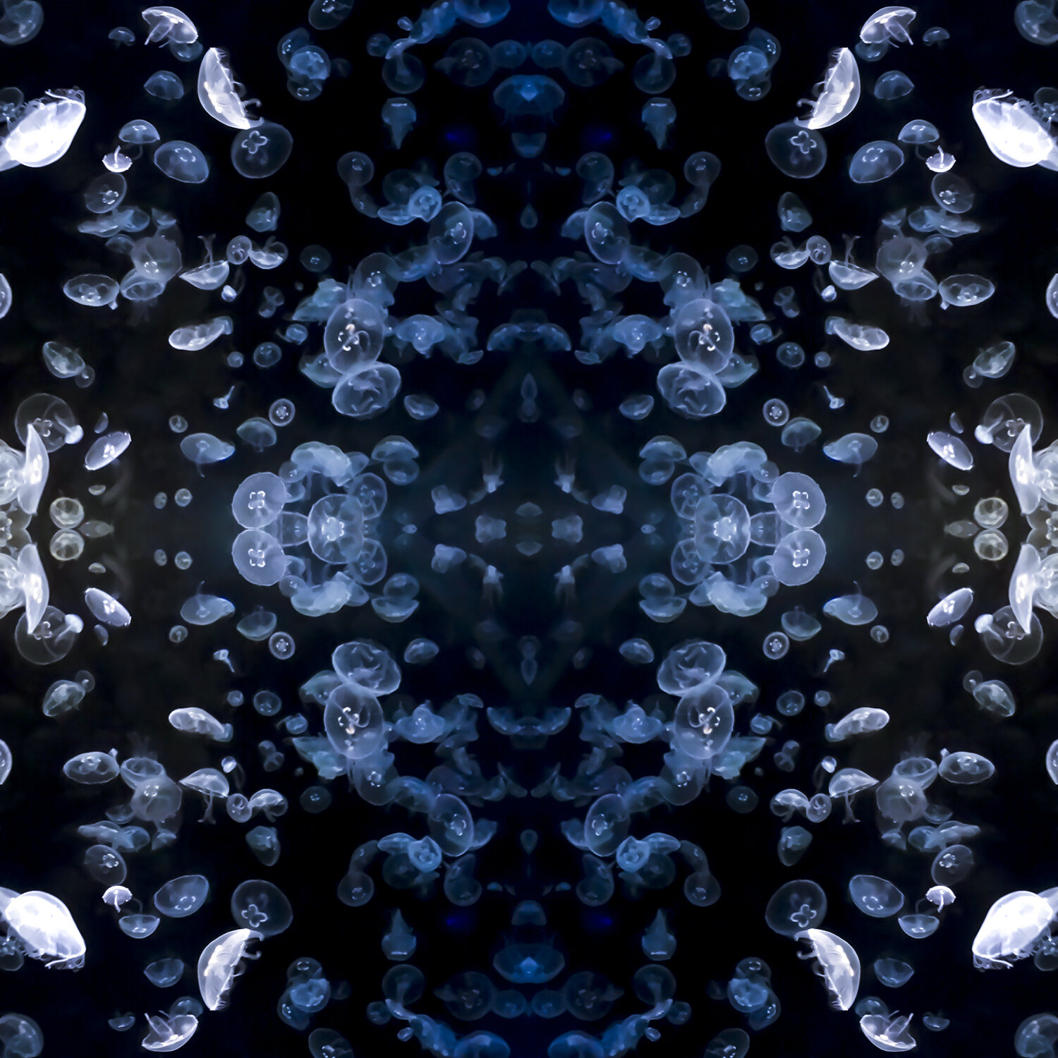 © JELLYFISH COMPOSITION No.14