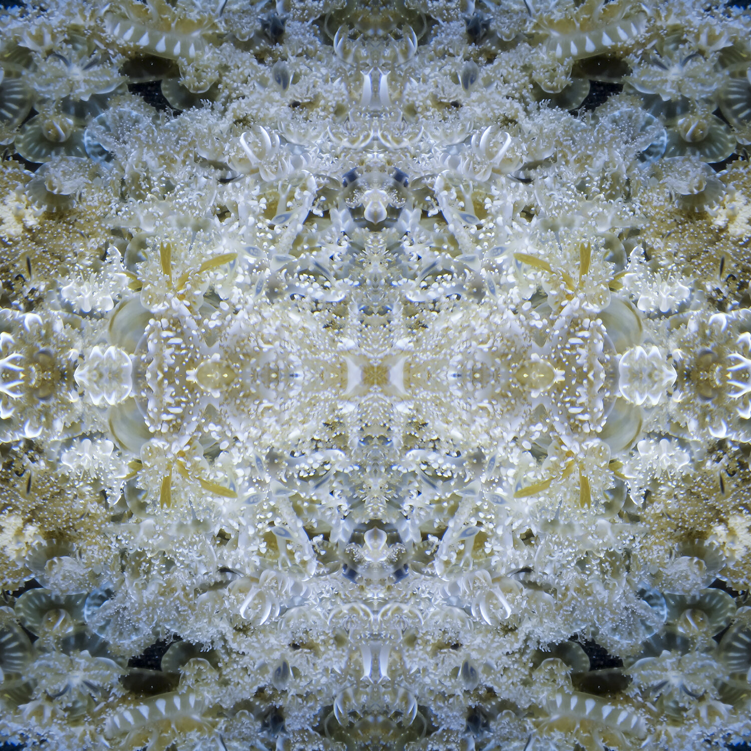 © JELLYFISH COMPOSITION No.13
