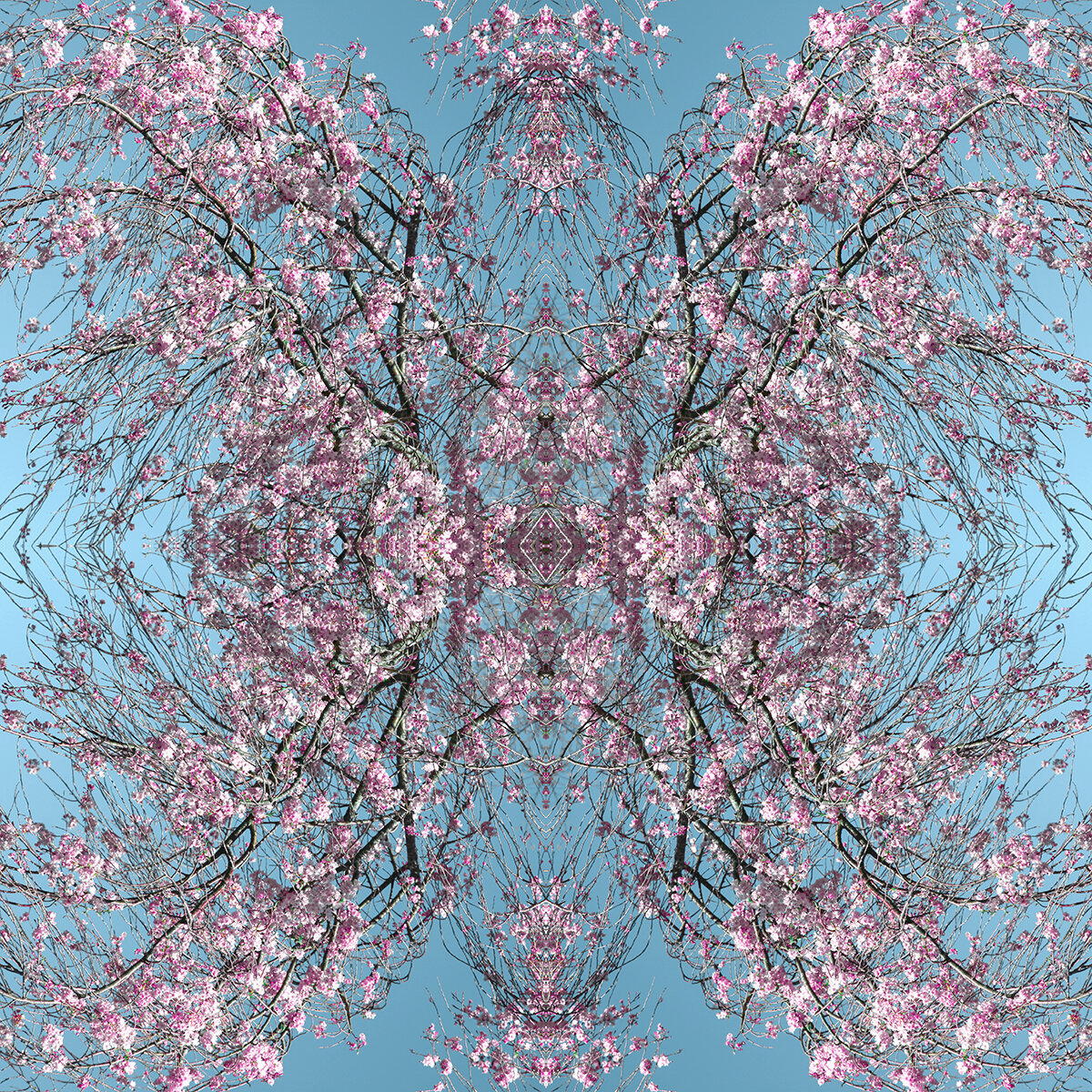 © CHERRY BLOSSOMS COMPOSITION No.55