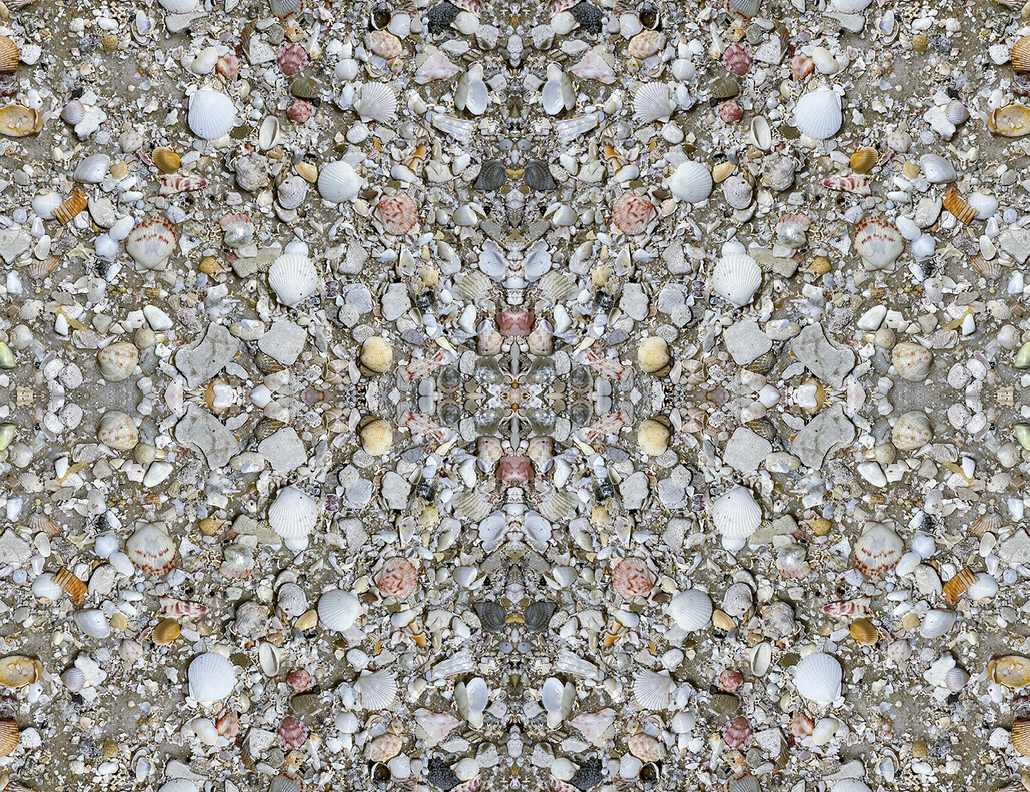 ©  SEASHELLS COMPOSITION No.917