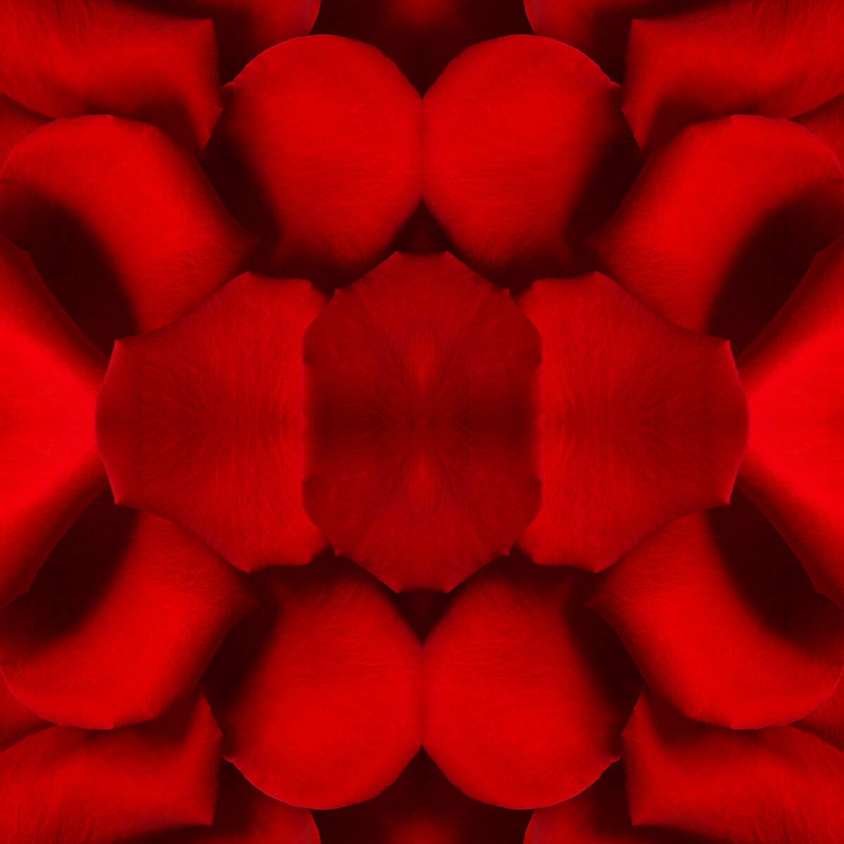 © ROSE PETALS COMPOSITION No.857