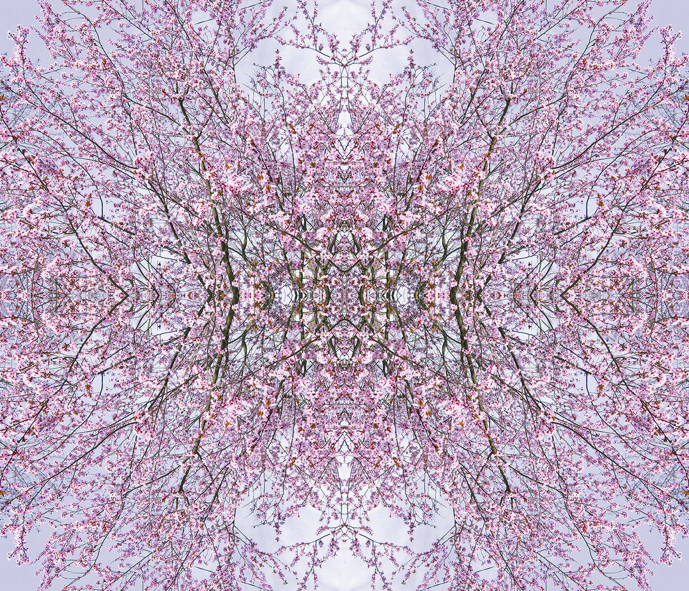 © CHERRY BLOSSOMS COMPOSITION No.659 