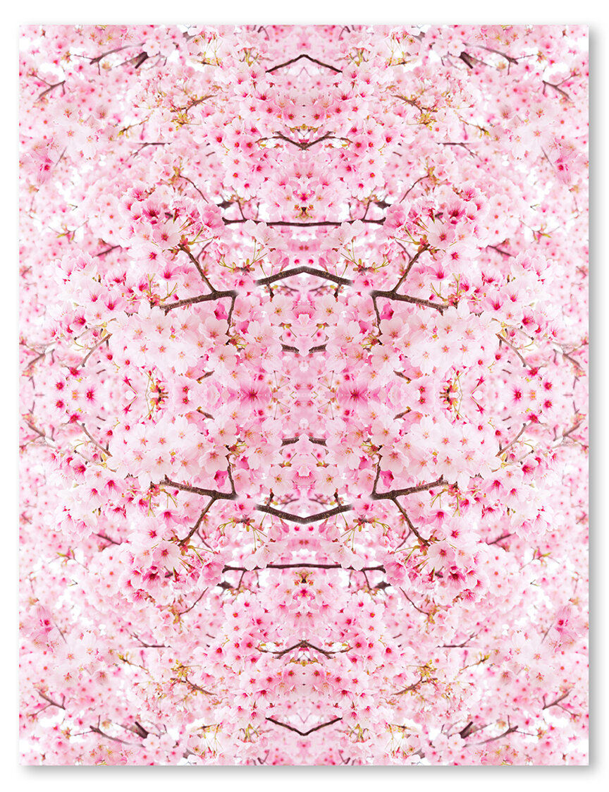 © CHERRY BLOSSOMS COMPOSITION No.646A