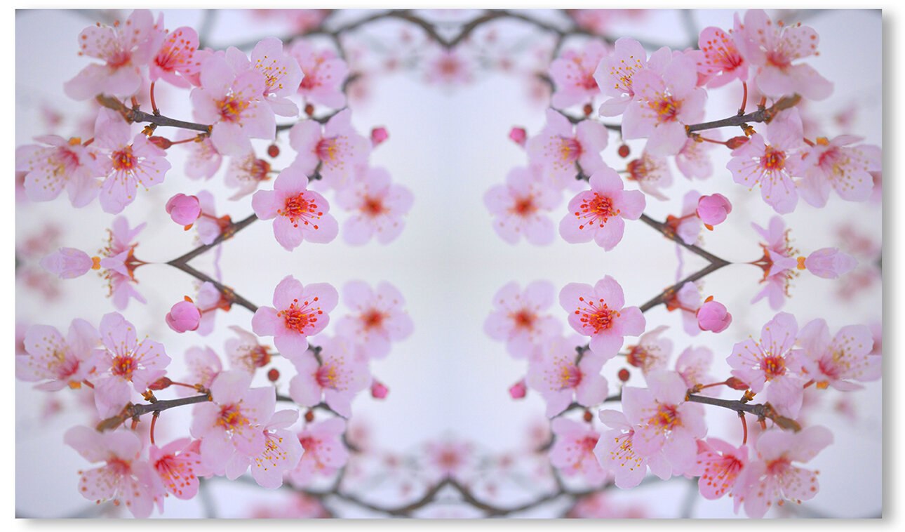 © CHERRY BLOSSOMS COMPOSITION No.608