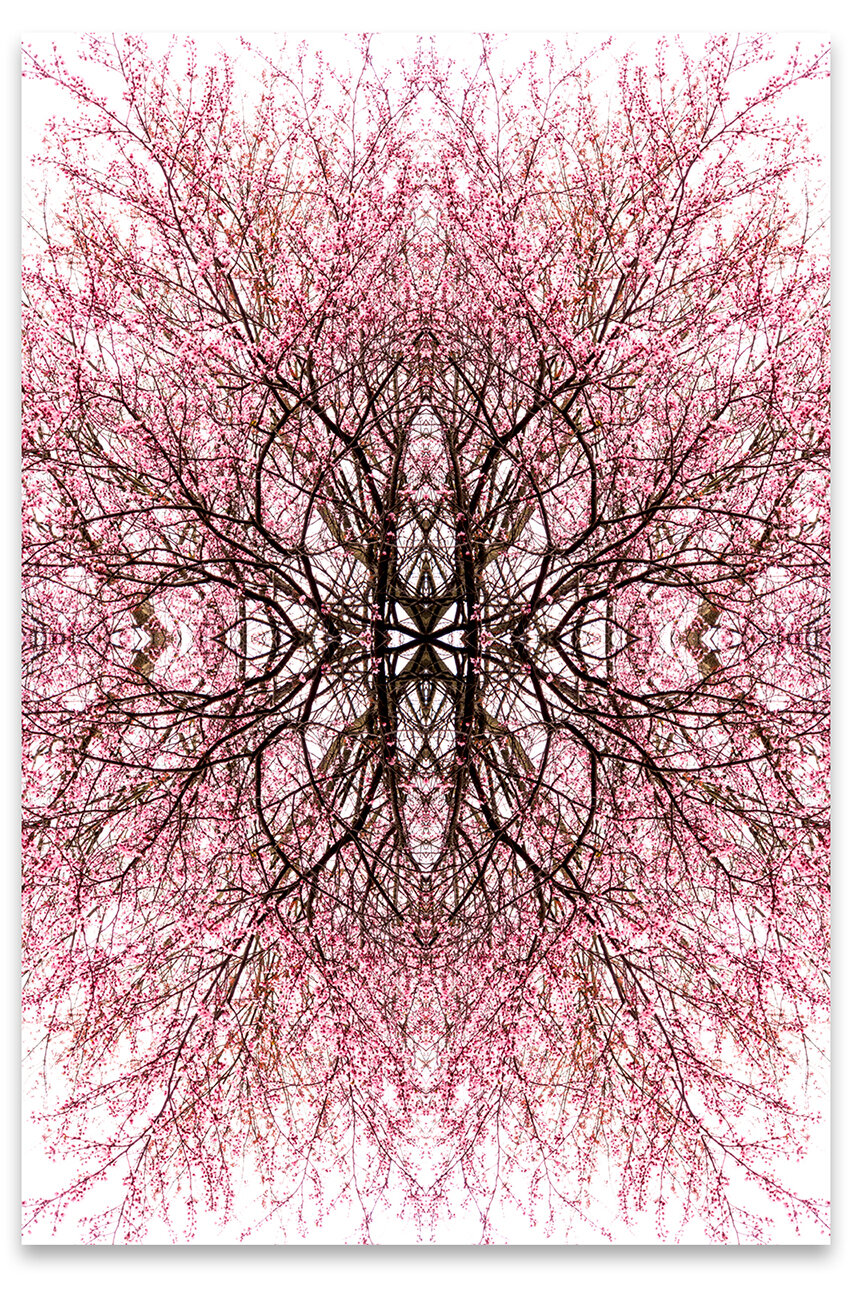 © CHERRY BLOSSOMS COMPOSITION No.648